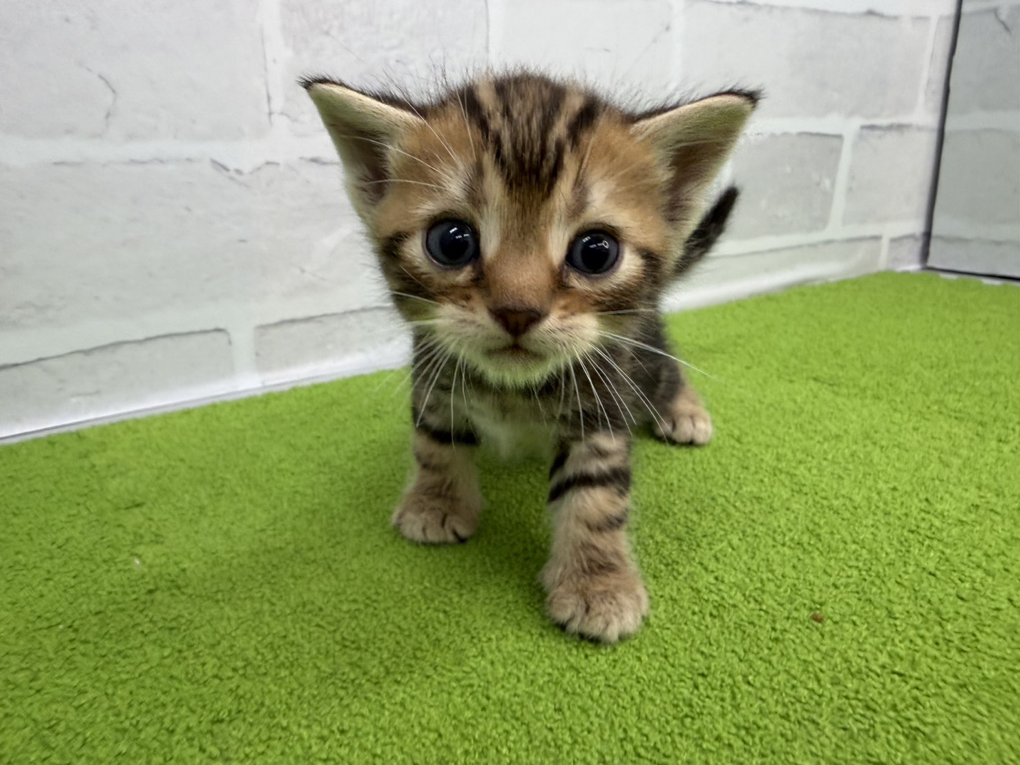 アメリカンショートヘアー