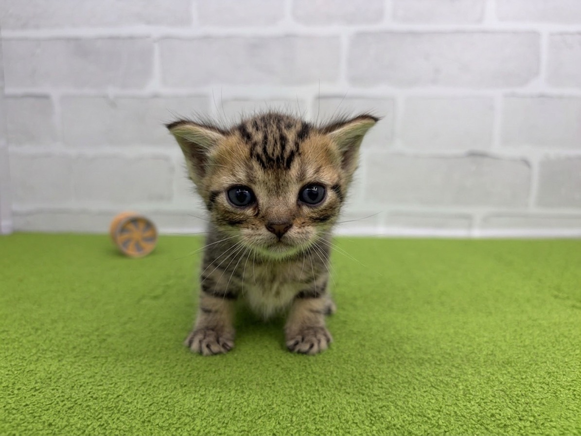 アメリカンショートヘアー