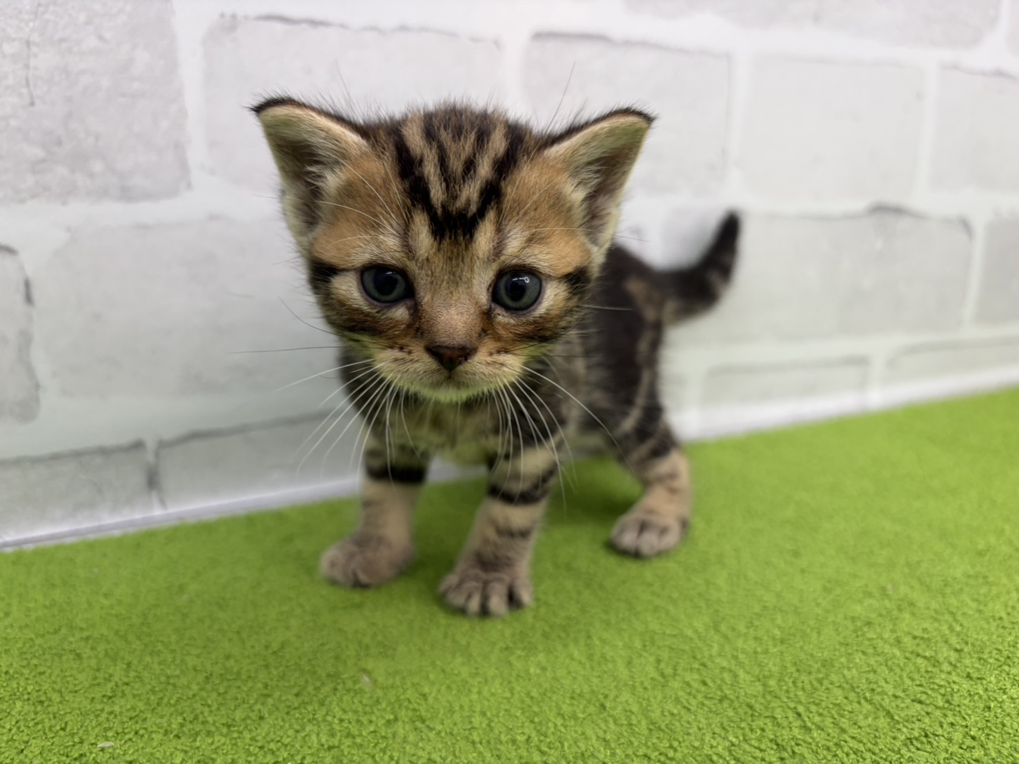 アメリカンショートヘアー