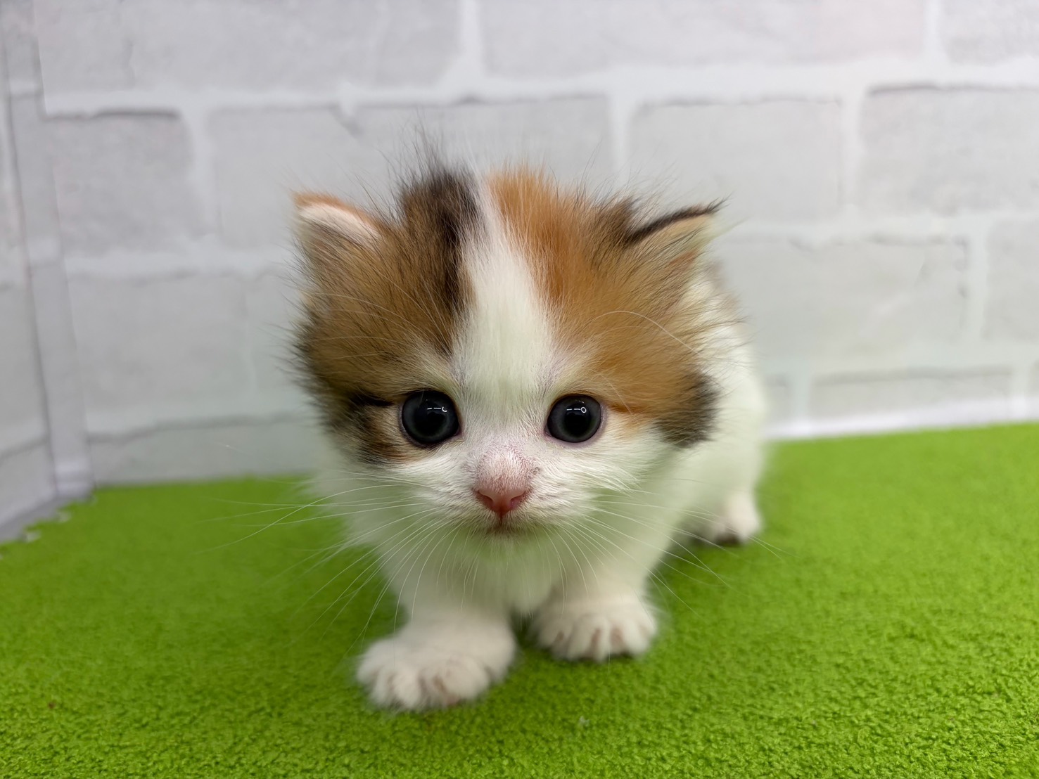 ミヌエット（長足）