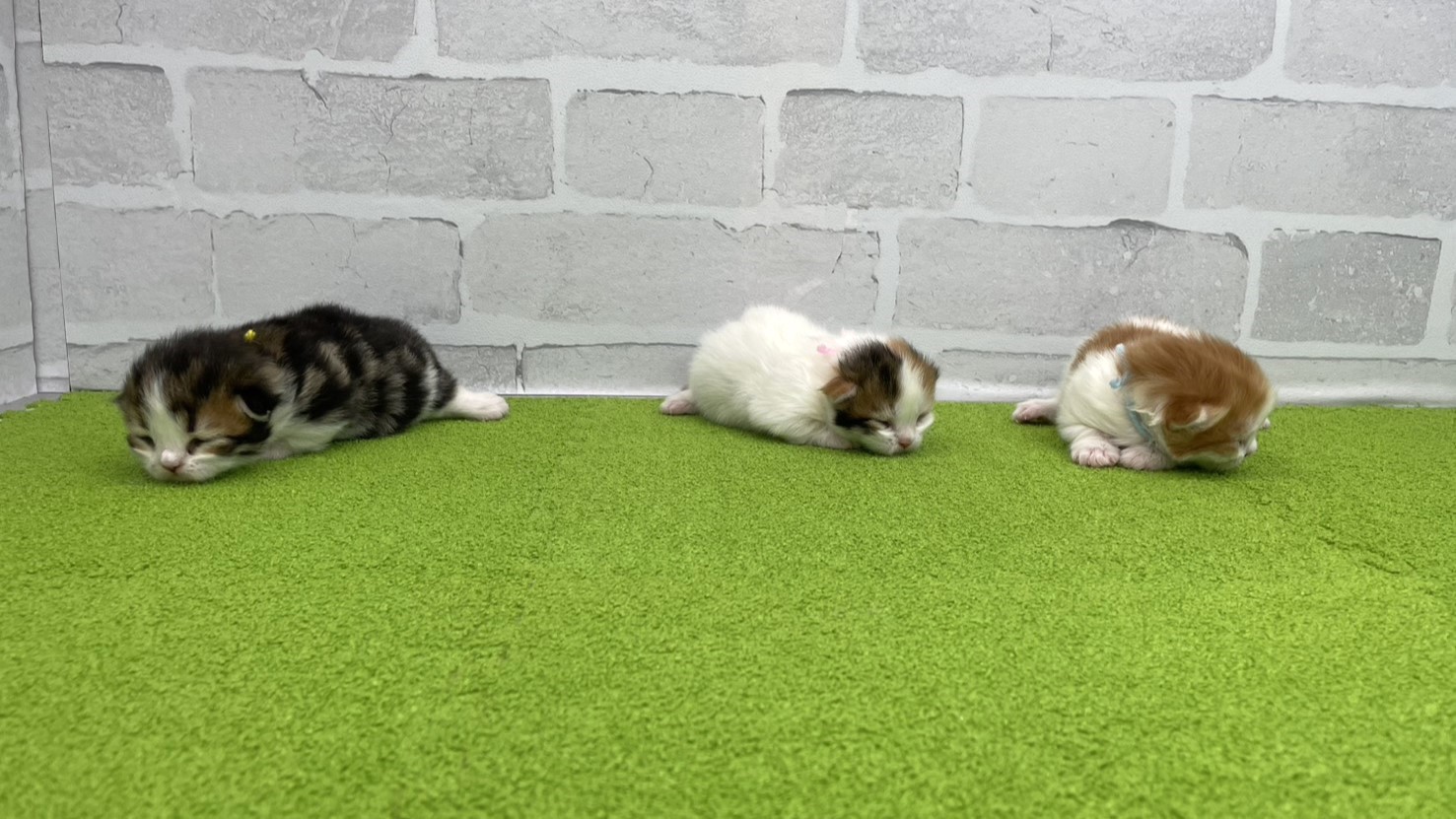 赤ちゃん写真1-3