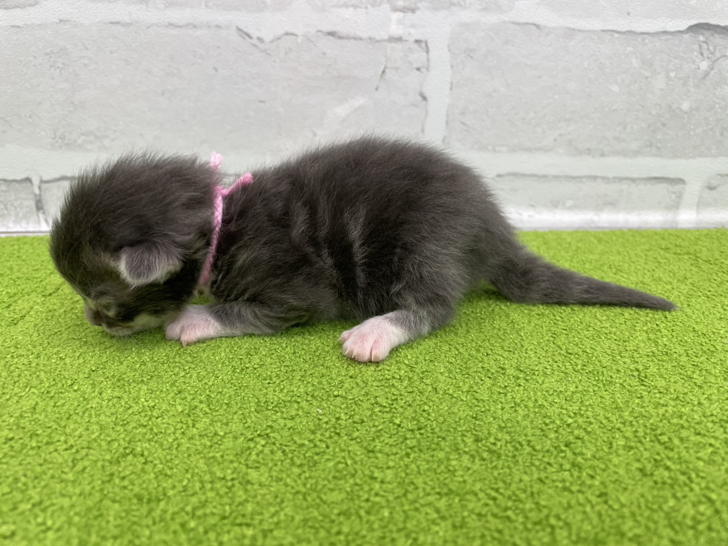 赤ちゃん写真1-2