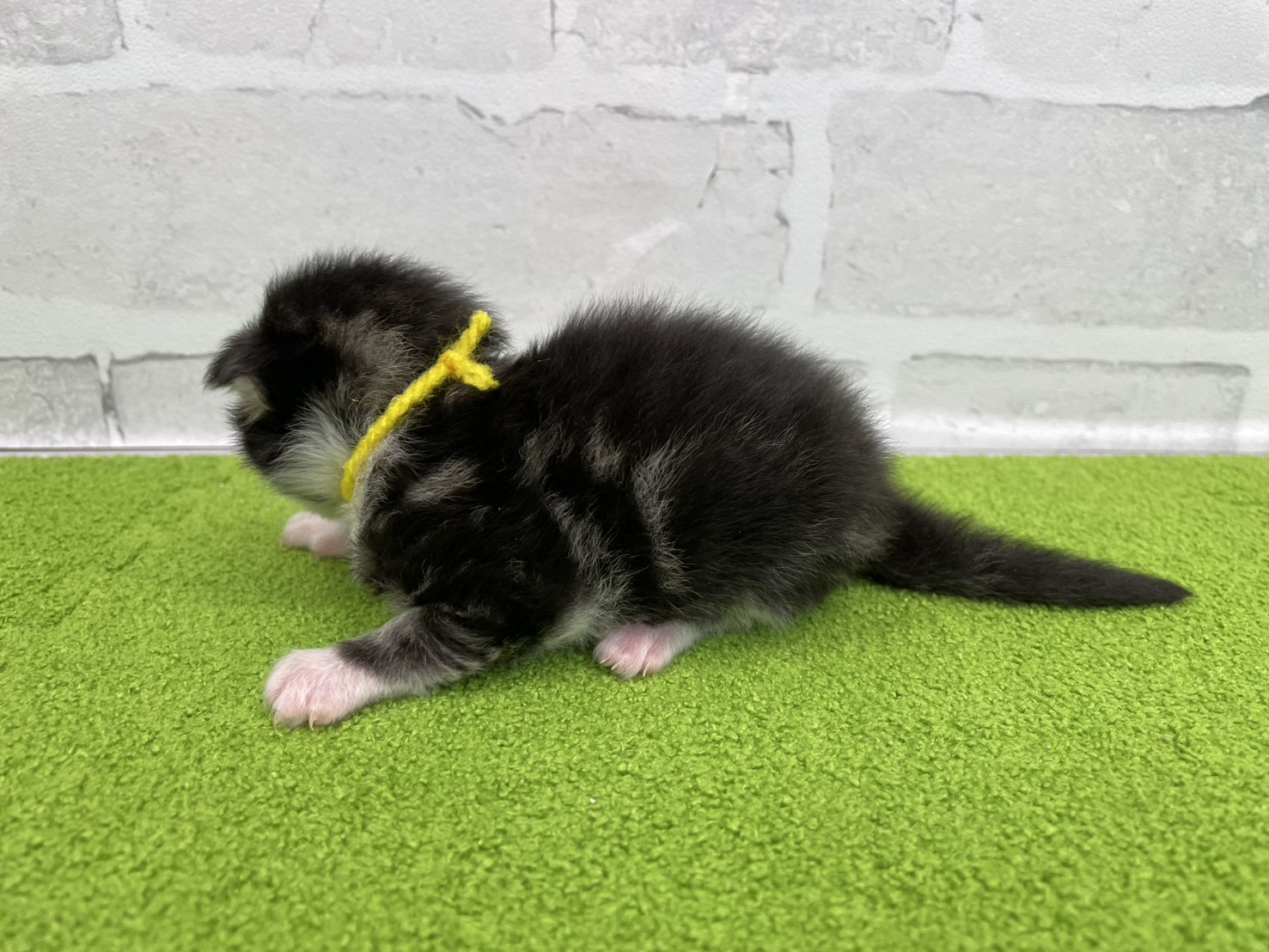 赤ちゃん写真1-2