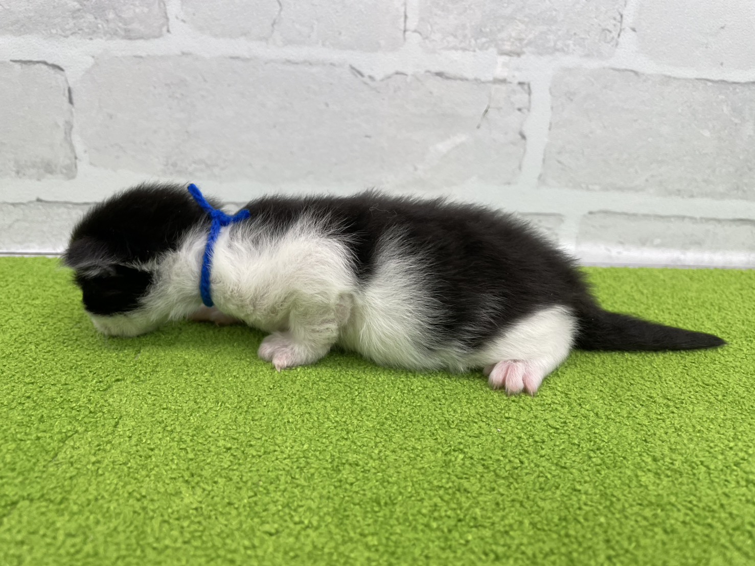 赤ちゃん写真1-2