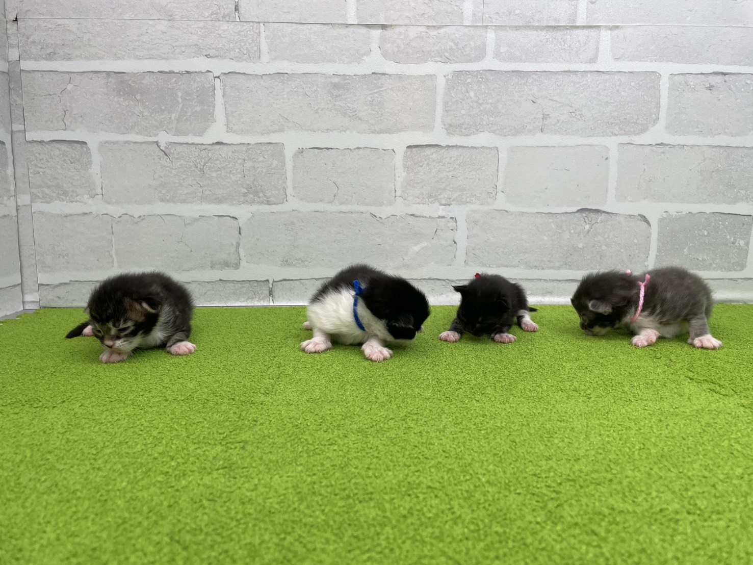 赤ちゃん写真1-3