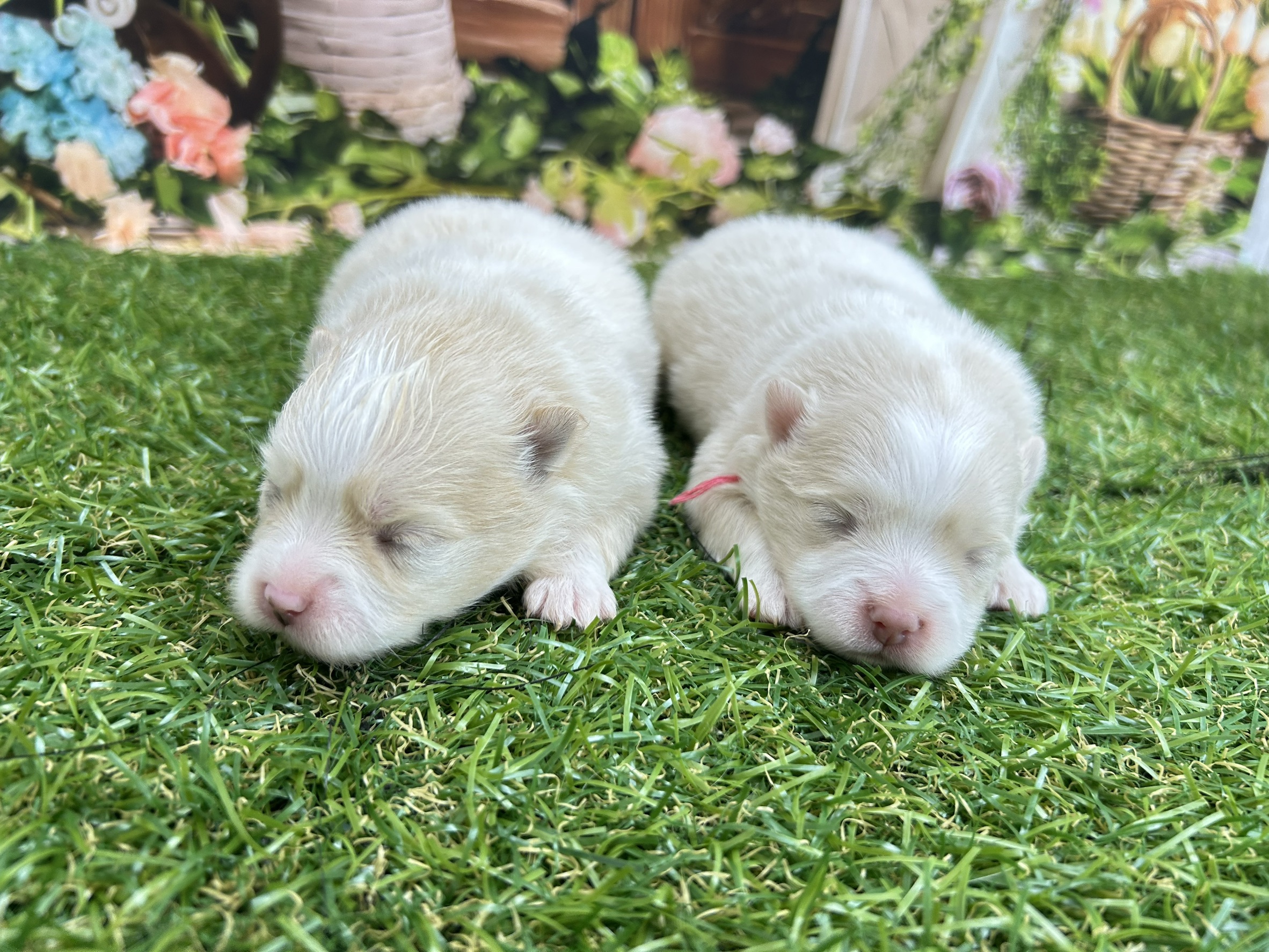 赤ちゃん写真1-3