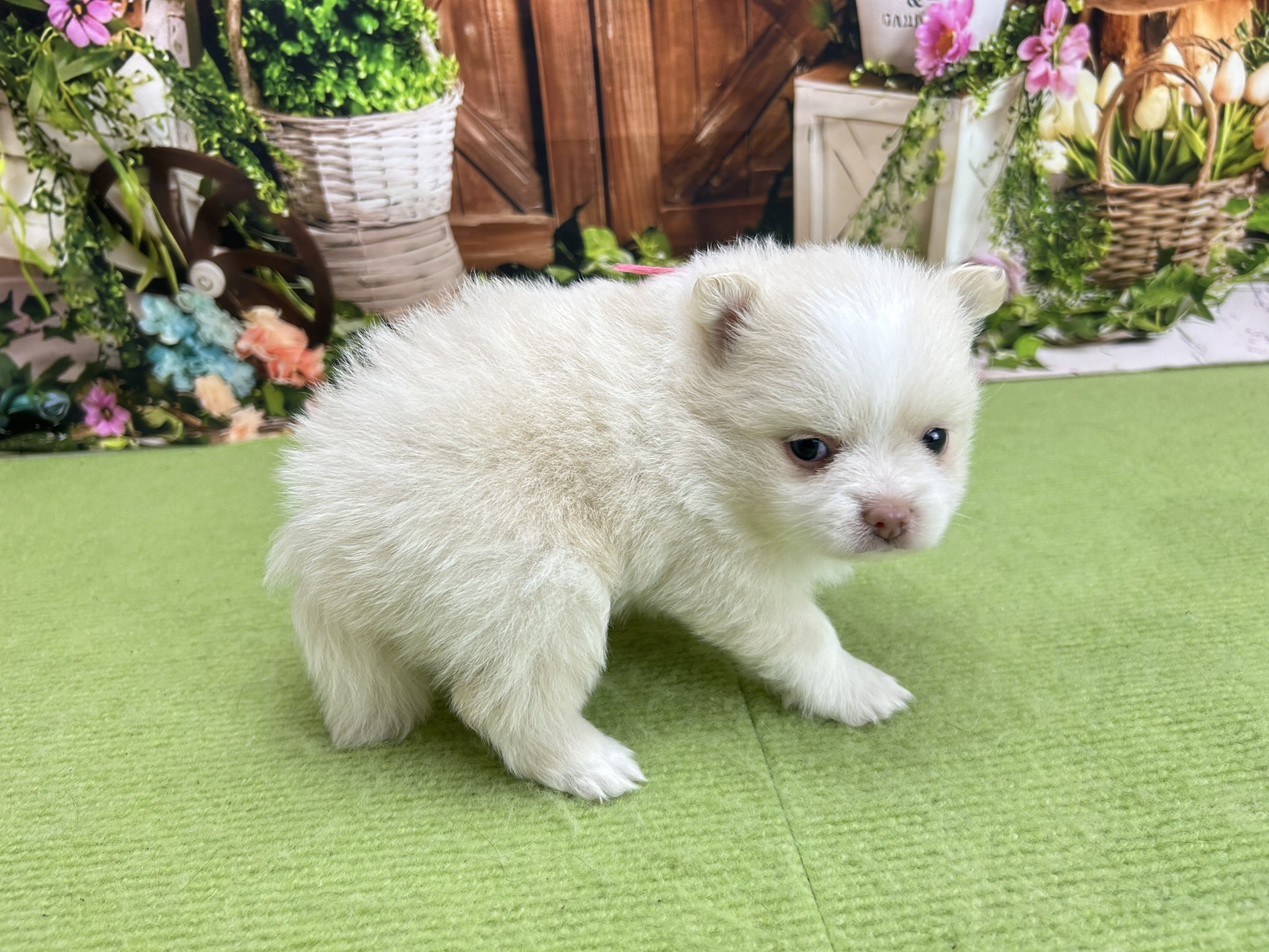 赤ちゃん写真2-2