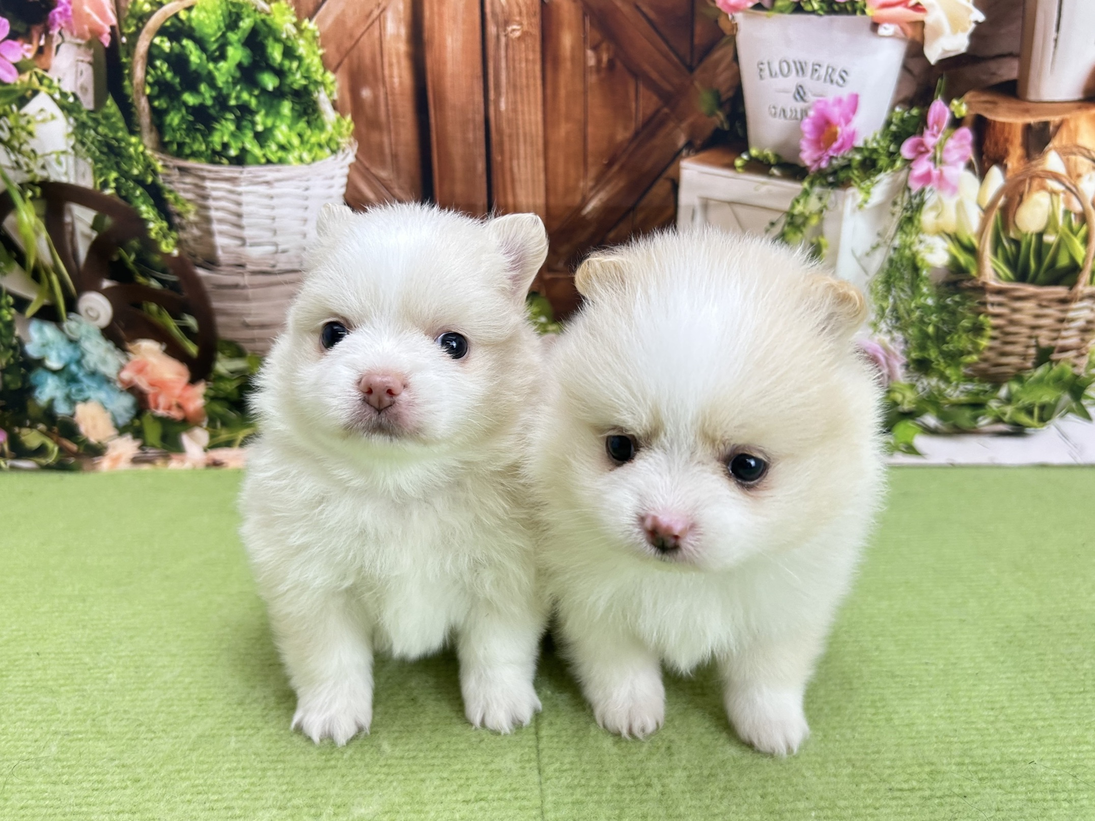 赤ちゃん写真2-3