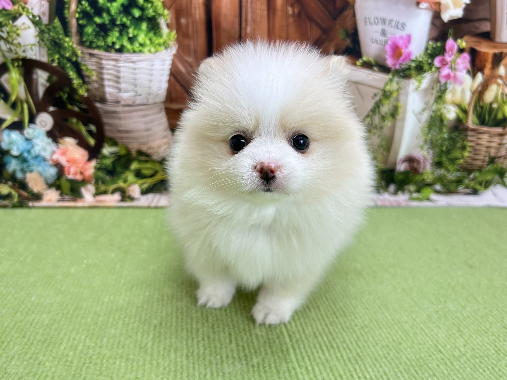 ポメラニアン
