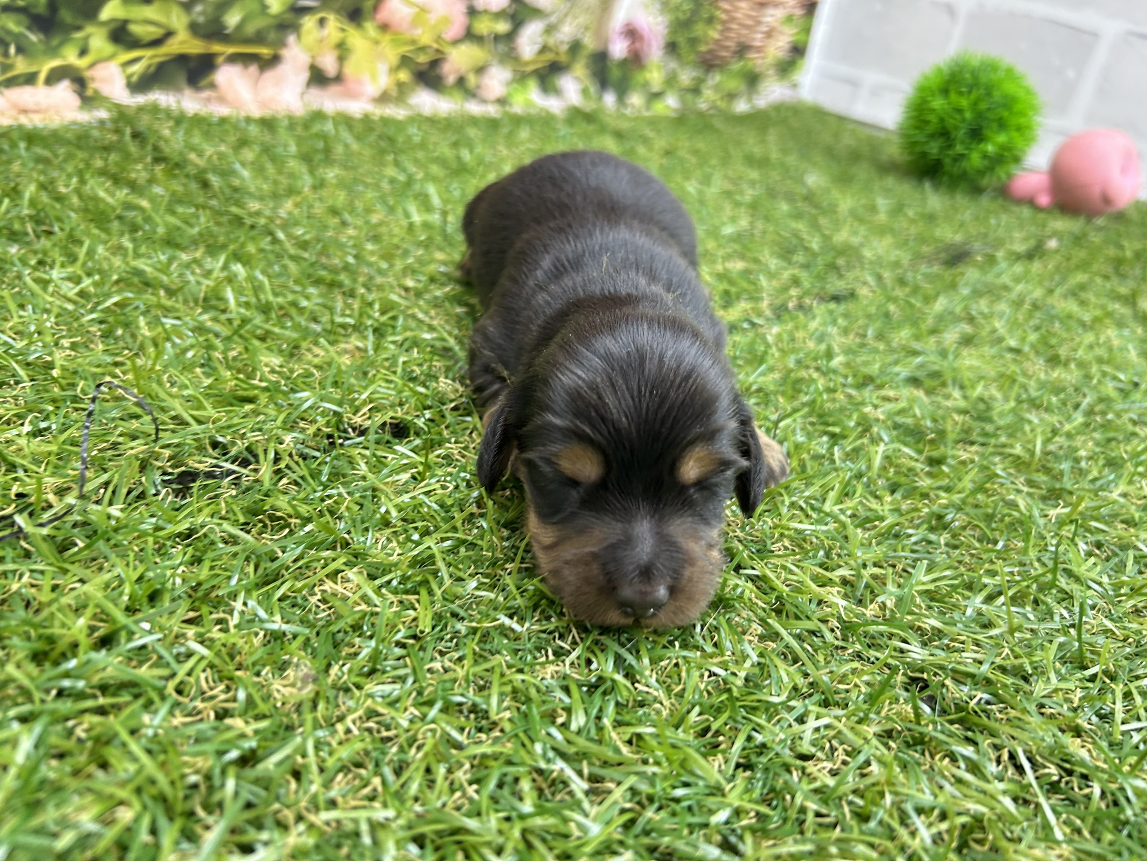 ミニチュア・ダックスフンド