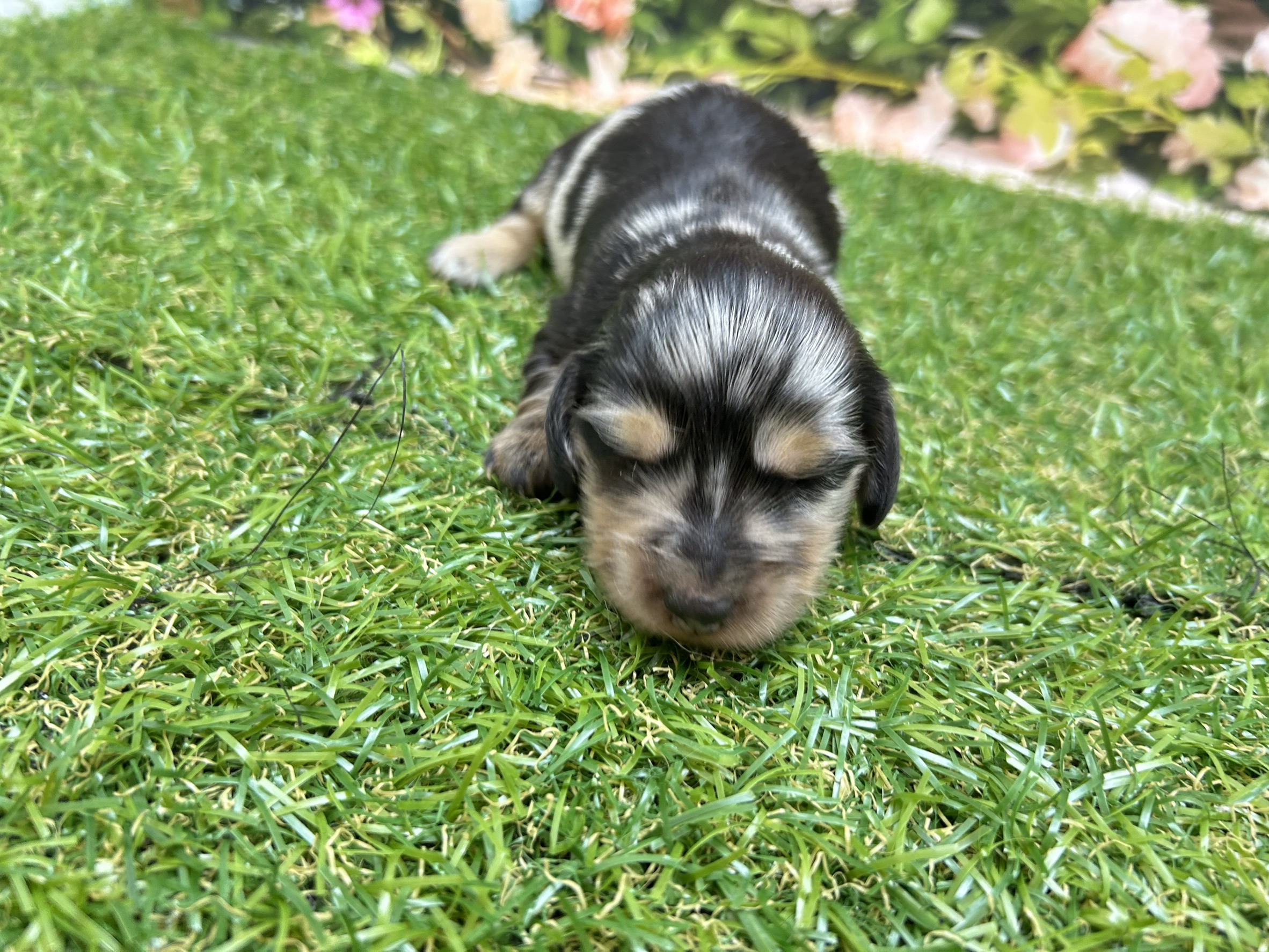 ミニチュア・ダックスフンド