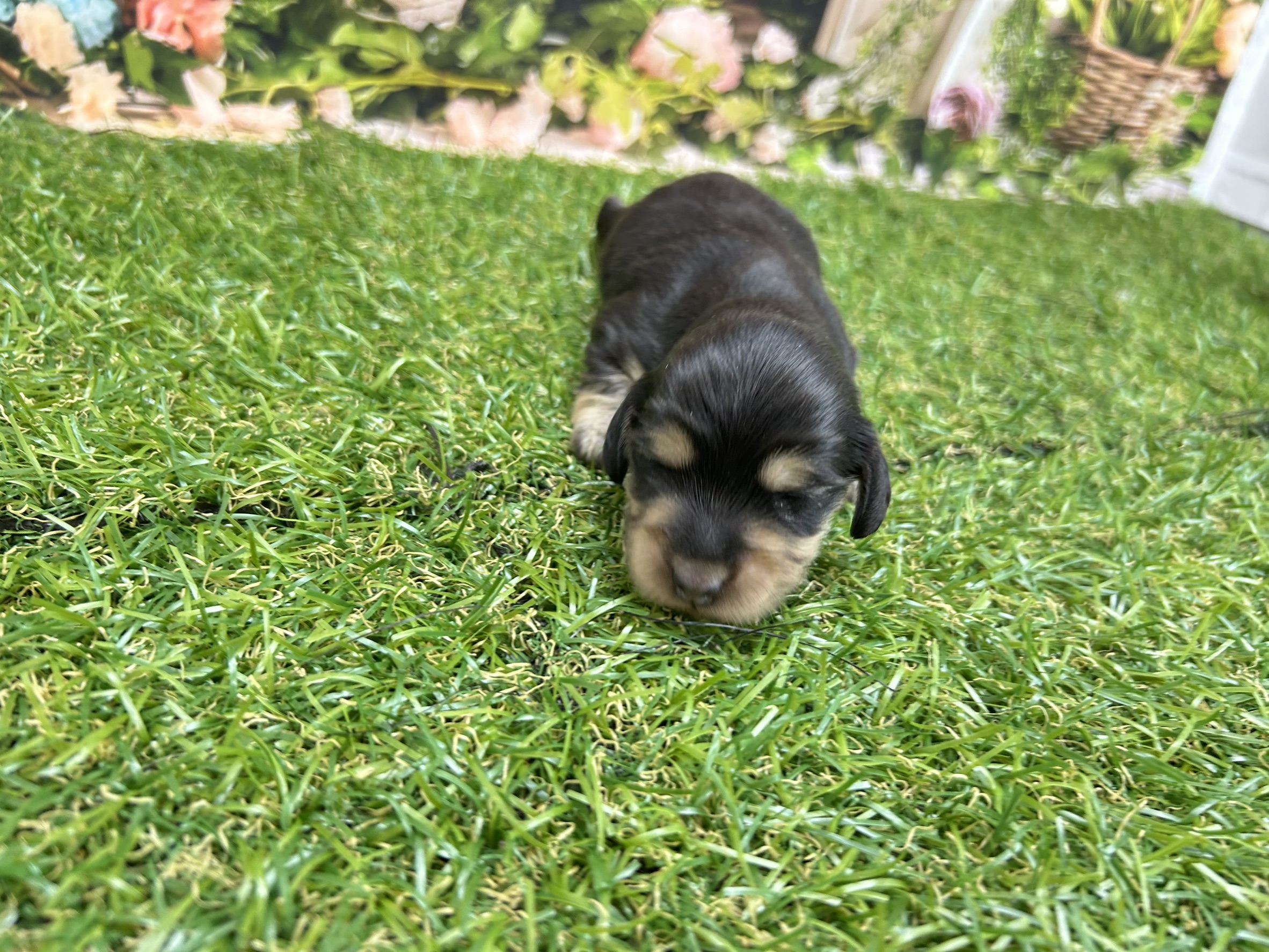 ミニチュア・ダックスフンド