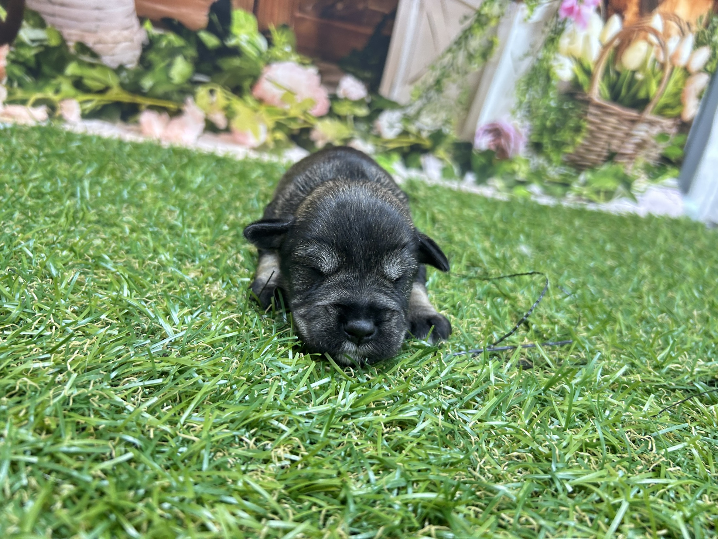 ミニチュア・シュナウザー