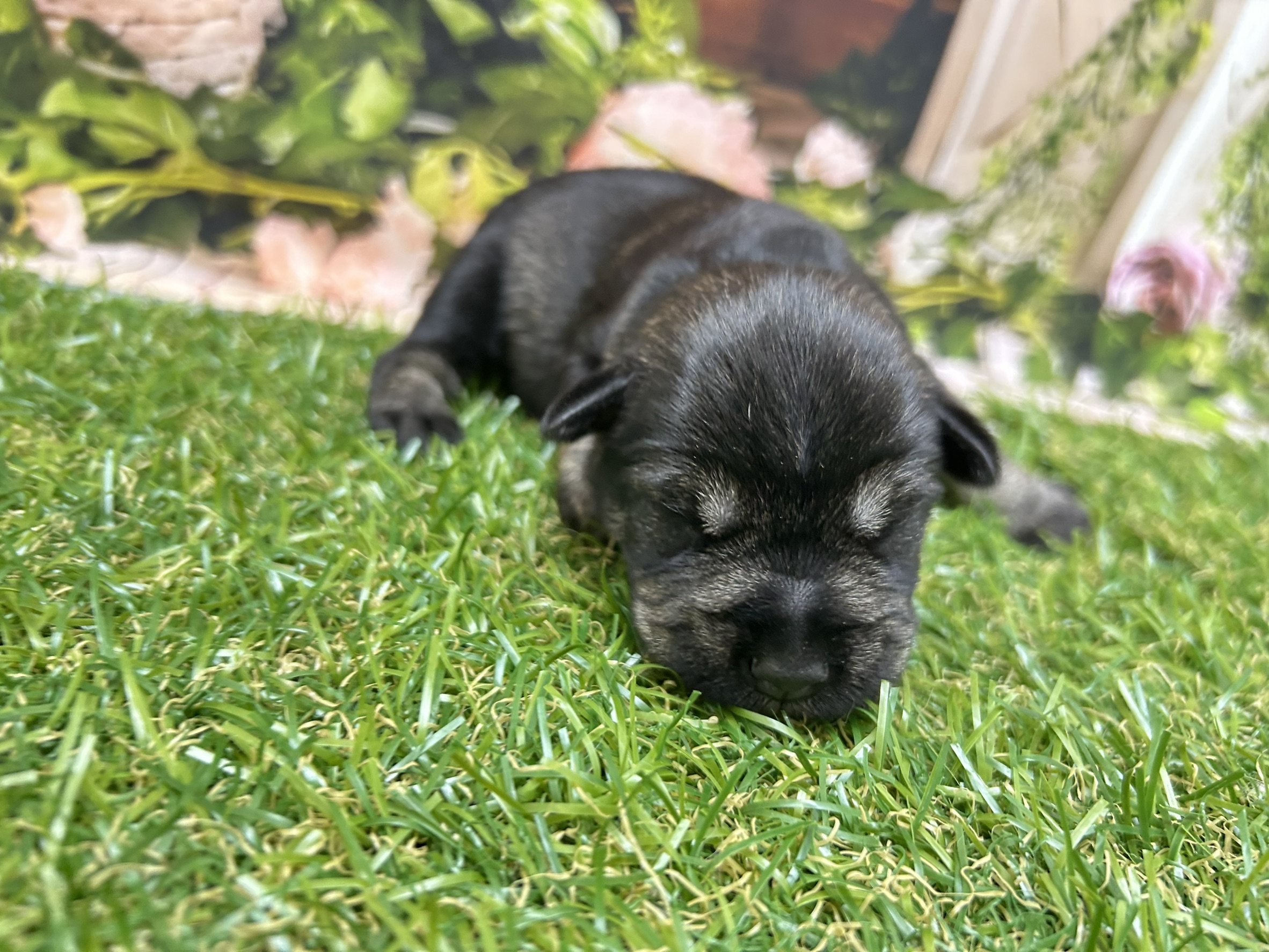 ミニチュア・シュナウザー