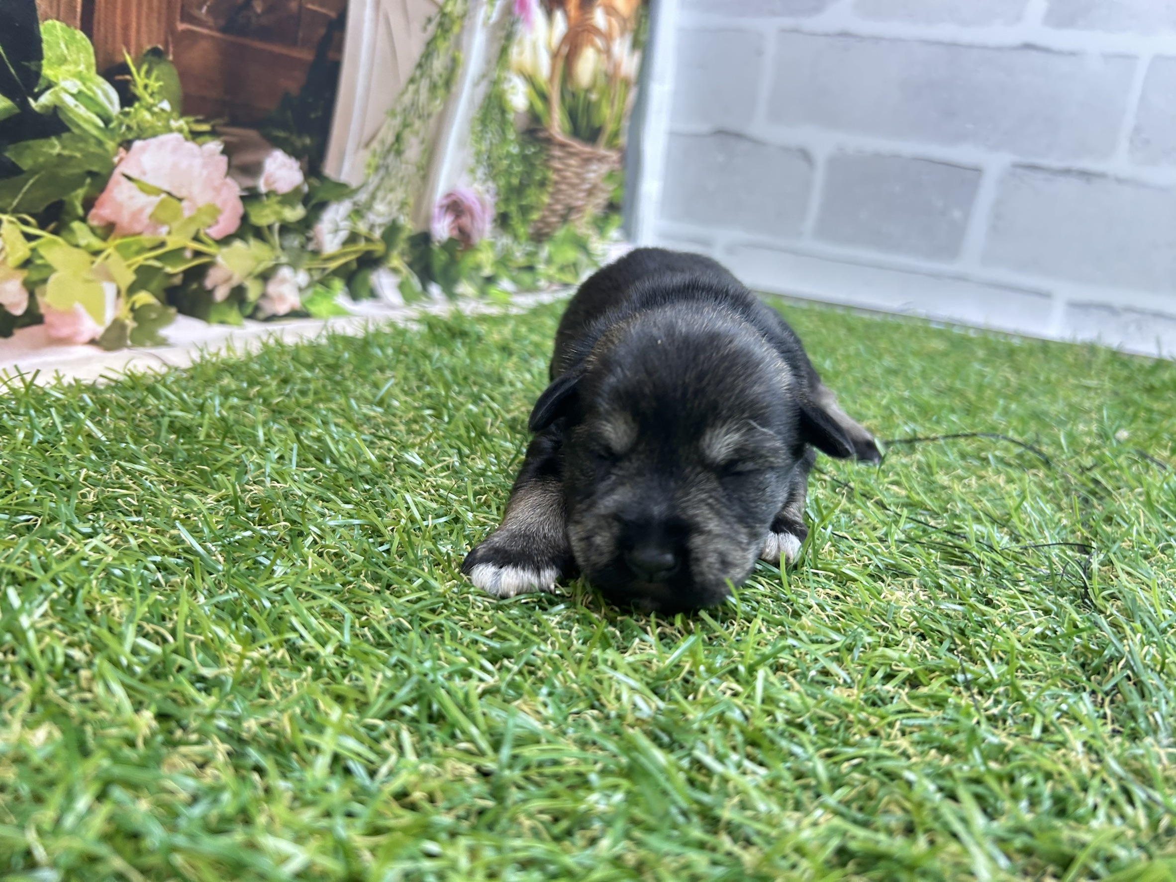 ミニチュア・シュナウザー