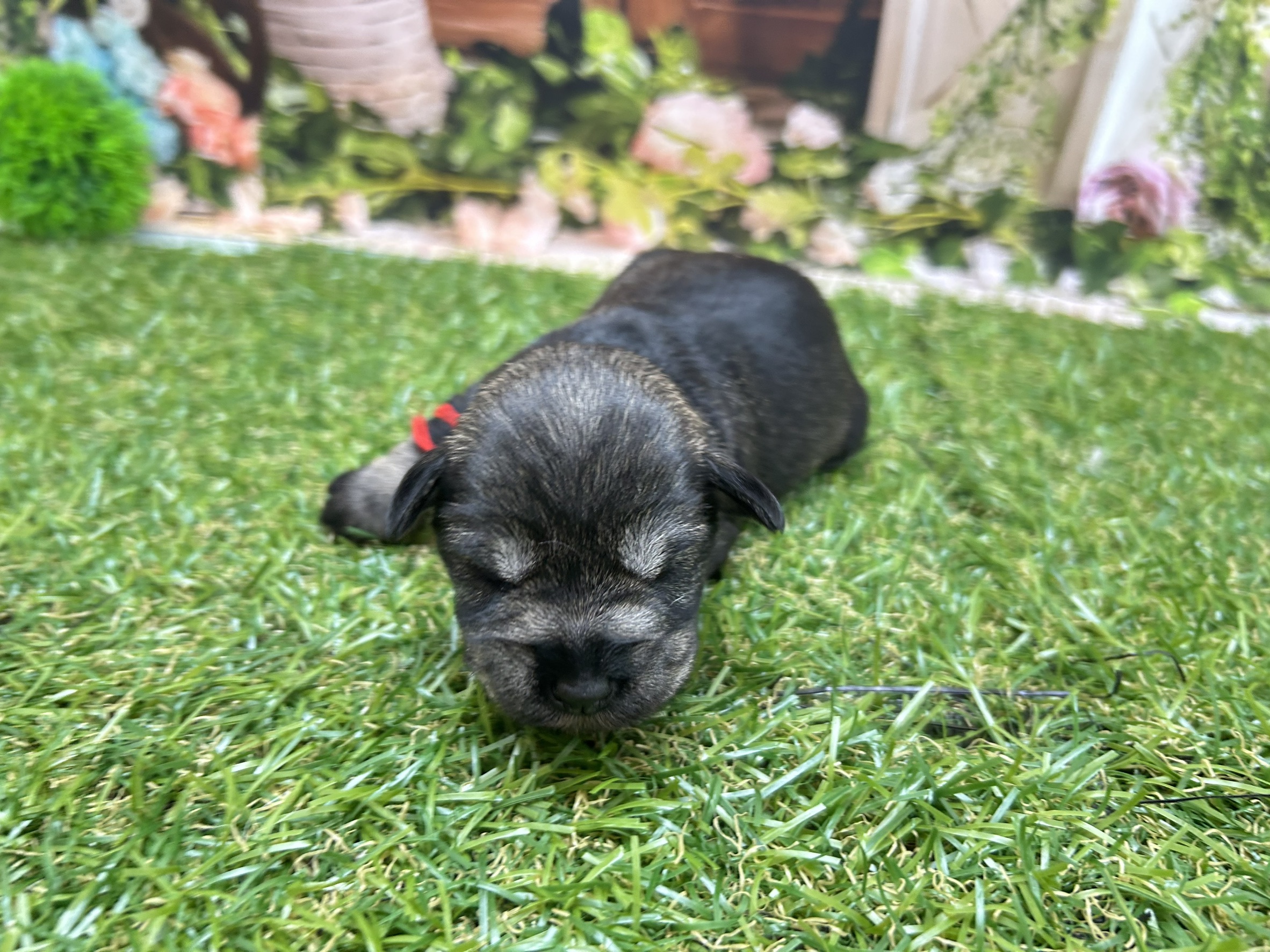 ミニチュア・シュナウザー