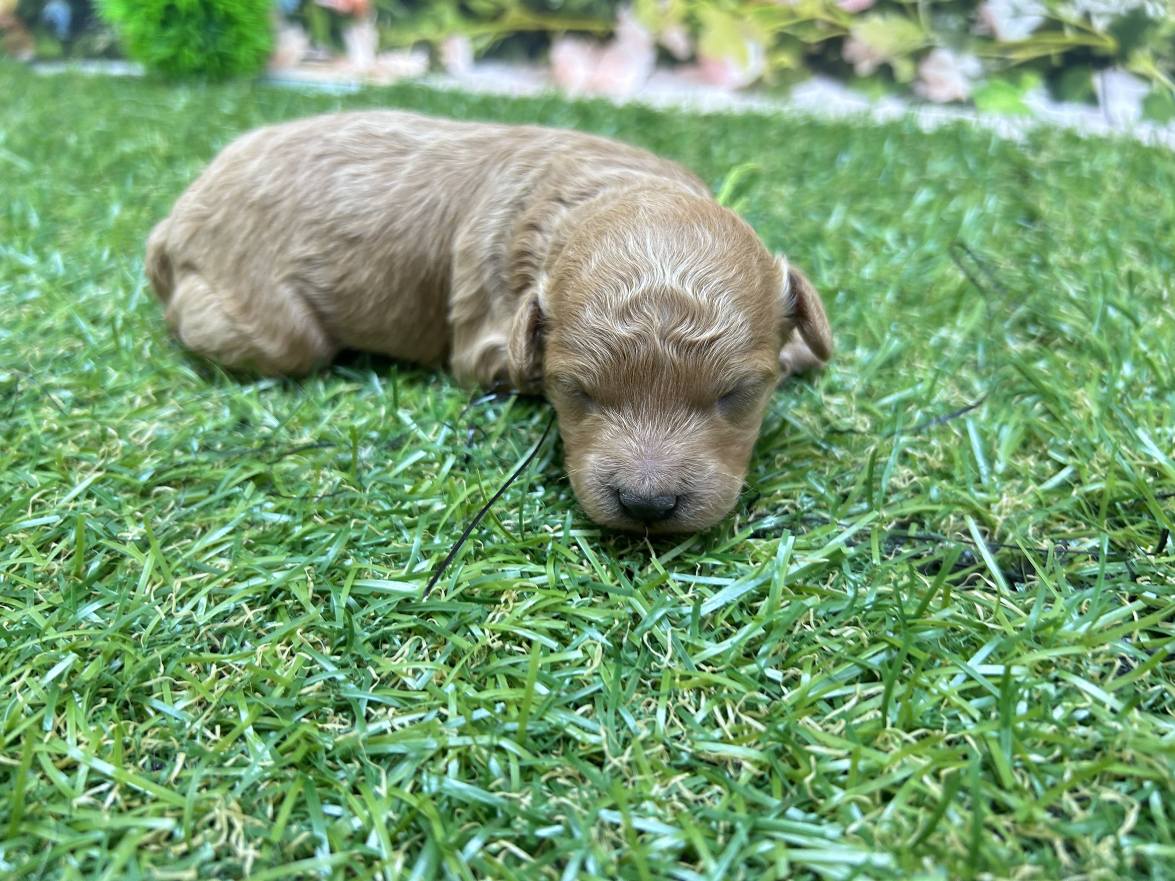 赤ちゃん写真1-2