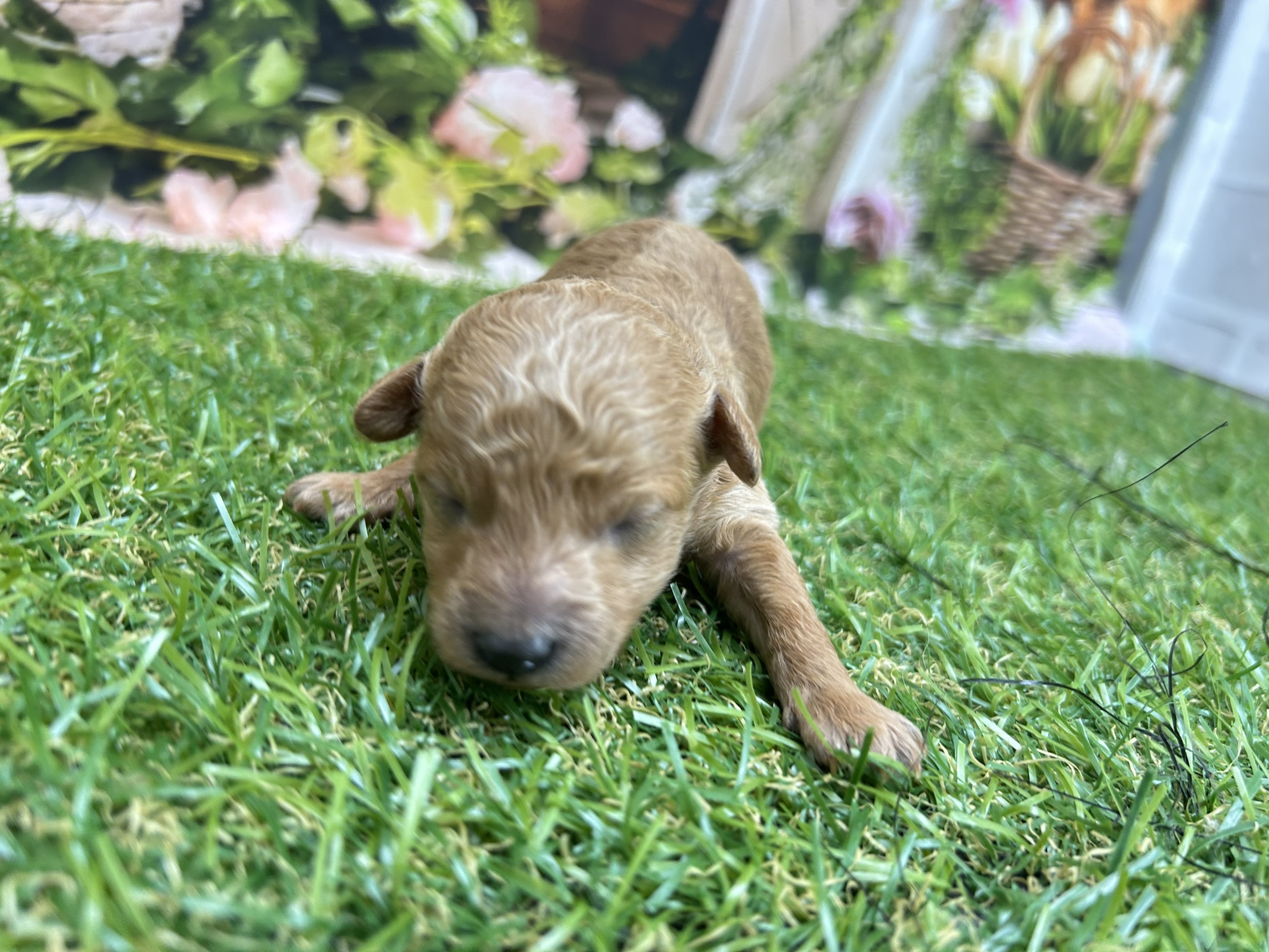 トイ・プードル