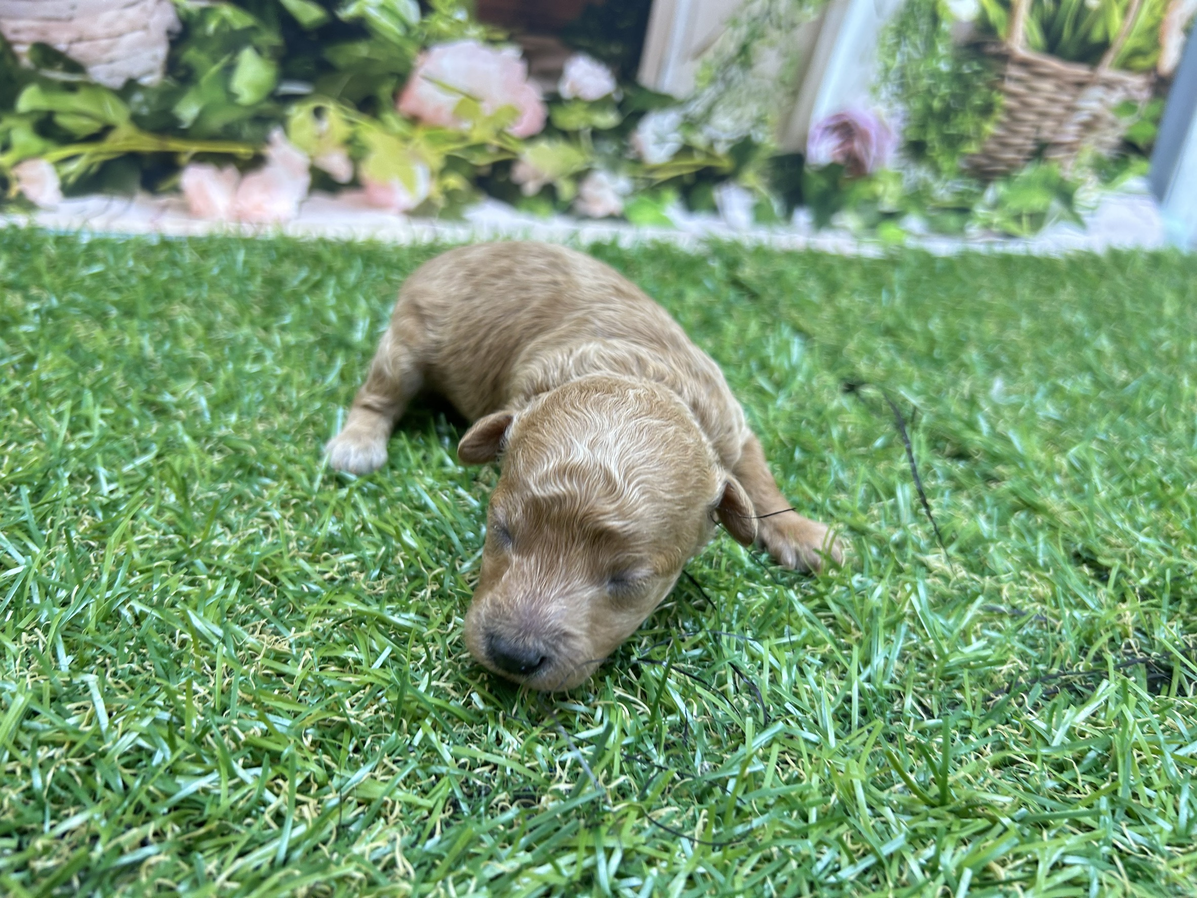 赤ちゃん写真1-2