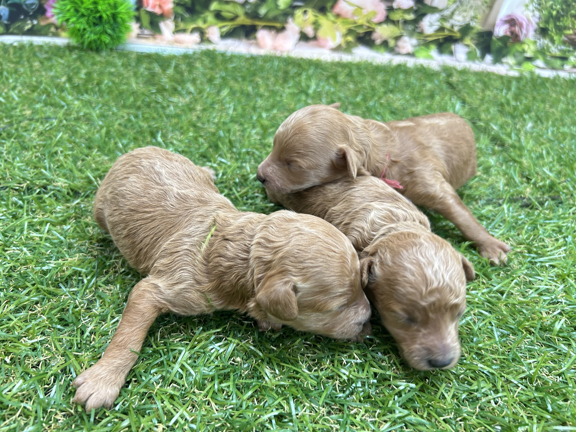 赤ちゃん写真1-3