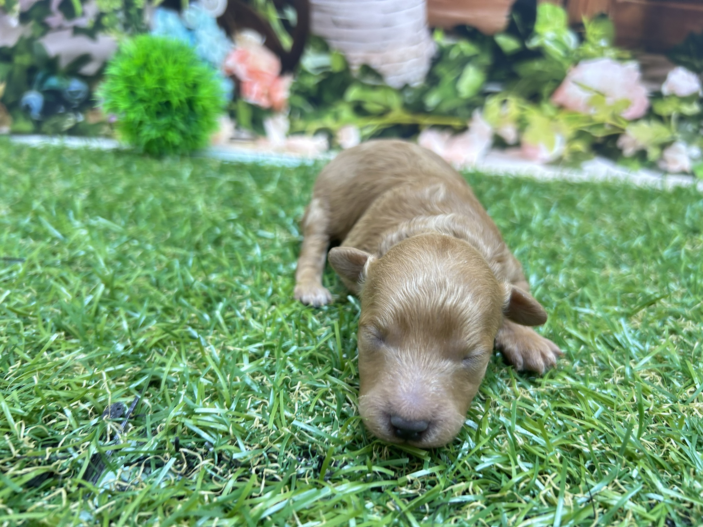 トイ・プードル