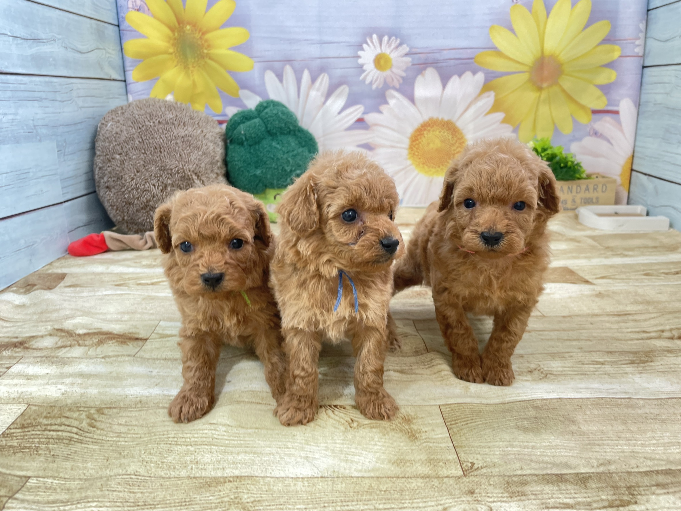 赤ちゃん写真2-3
