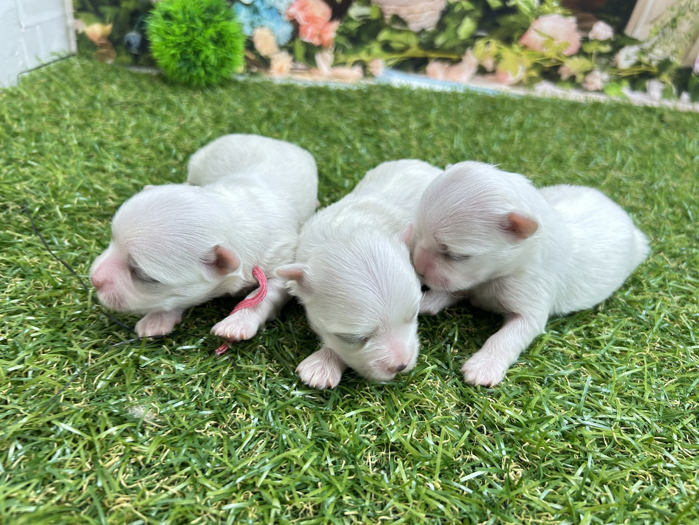 赤ちゃん写真1-3