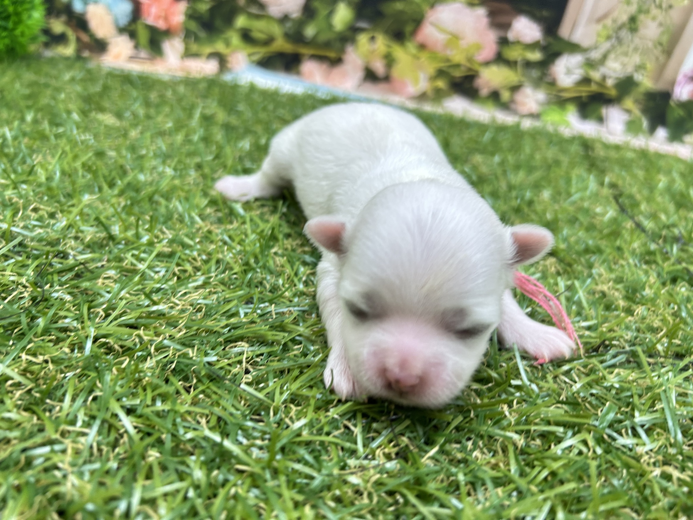 アイリッシュウルフハウンド