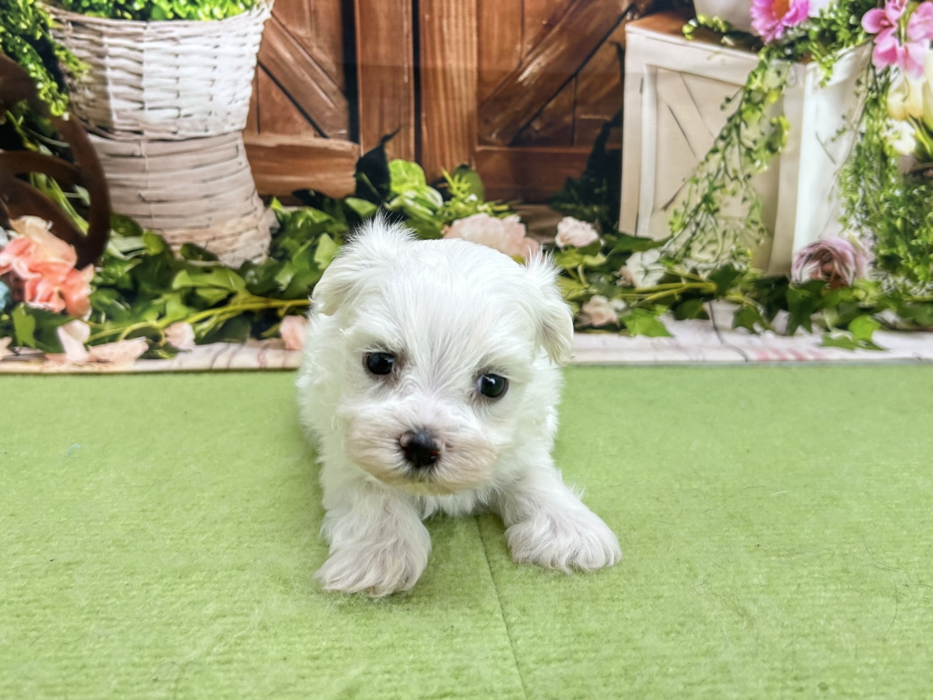 赤ちゃん写真2-1