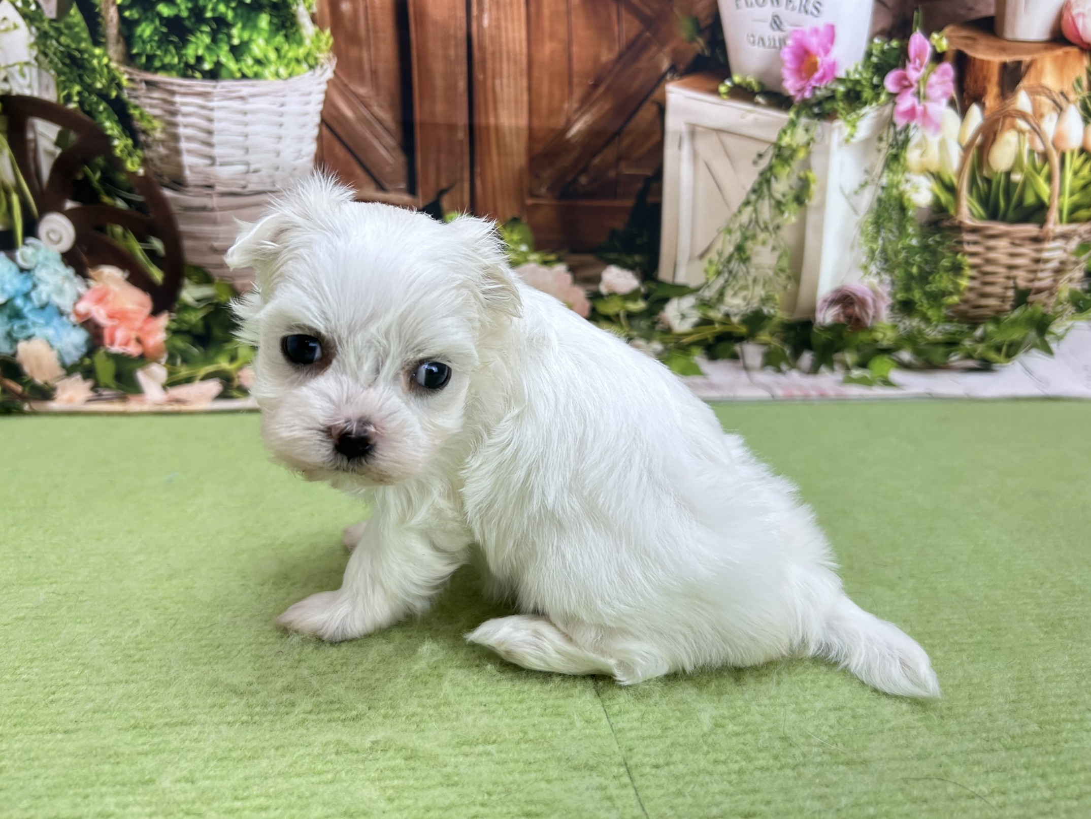 赤ちゃん写真2-2