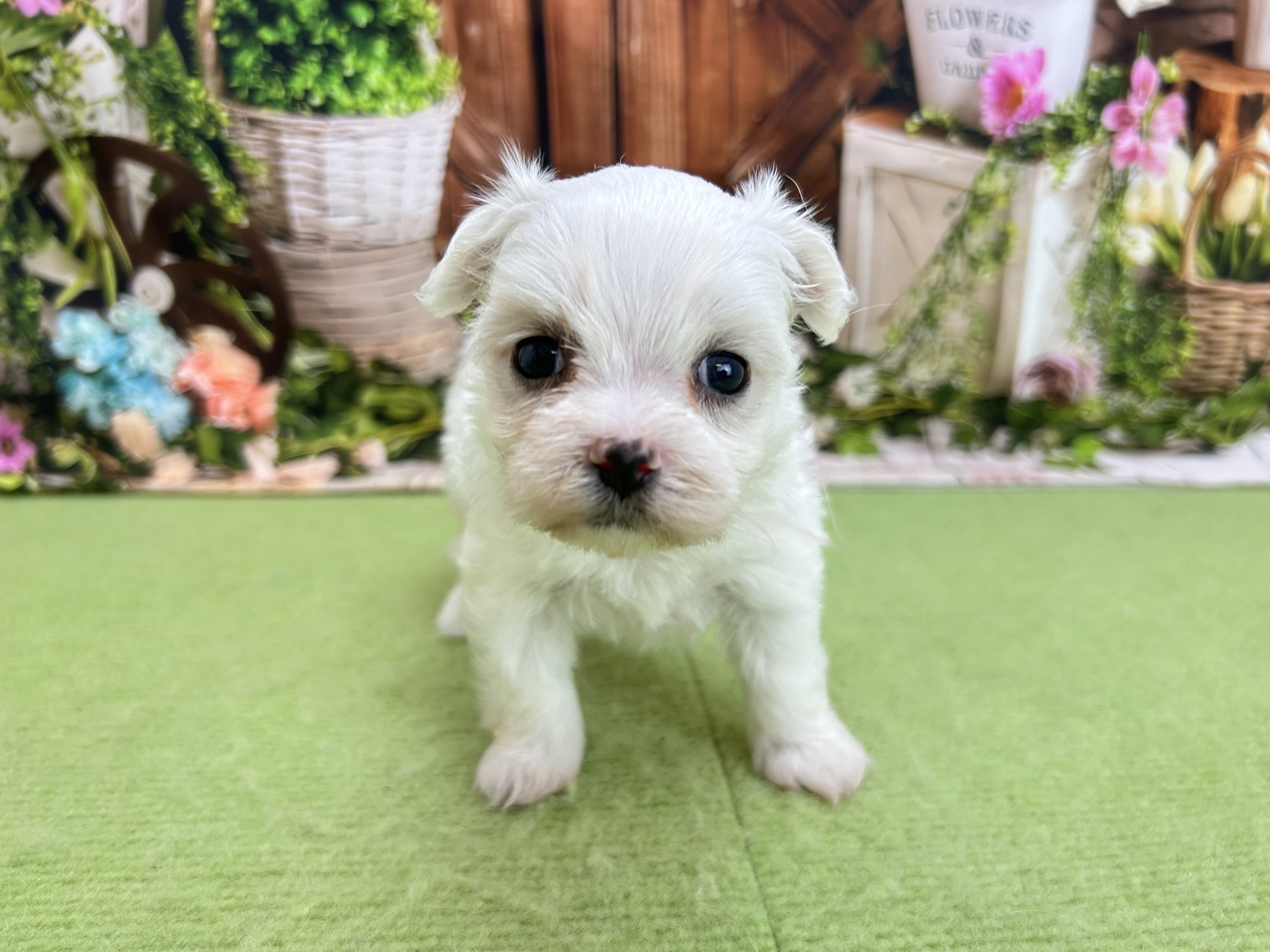 赤ちゃん写真2-1