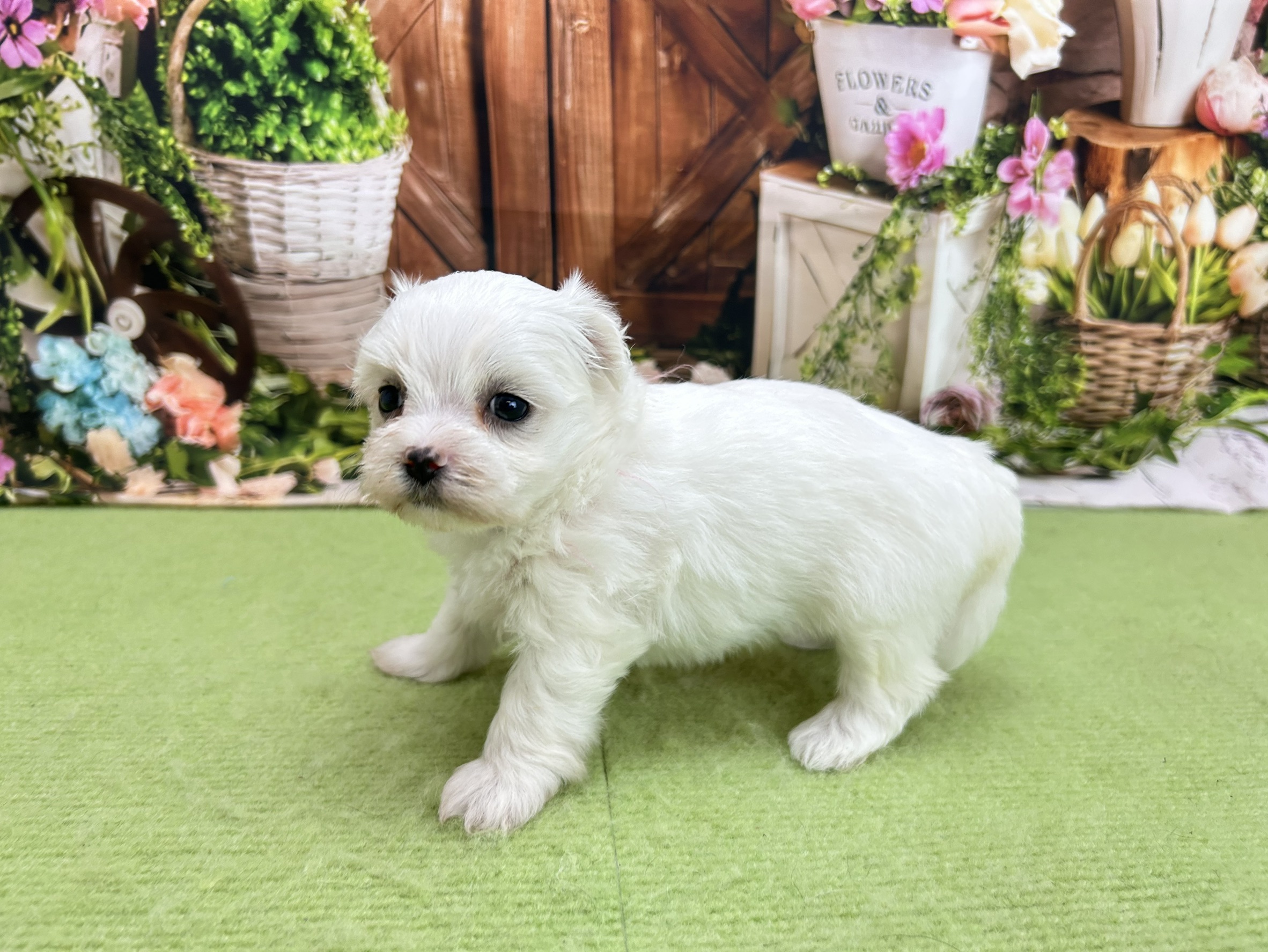 赤ちゃん写真2-2
