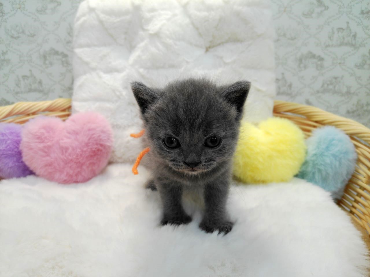 赤ちゃん写真1-1