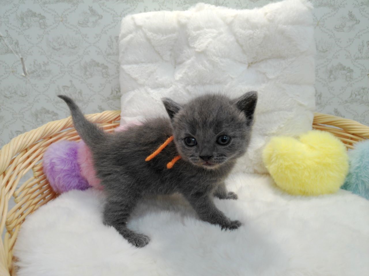 赤ちゃん写真1-2