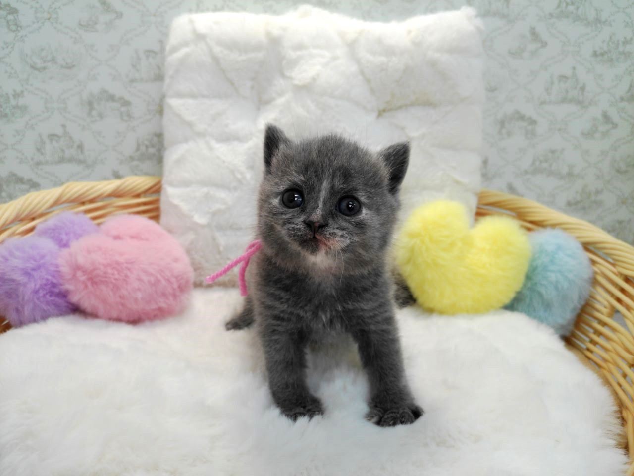 赤ちゃん写真1-1