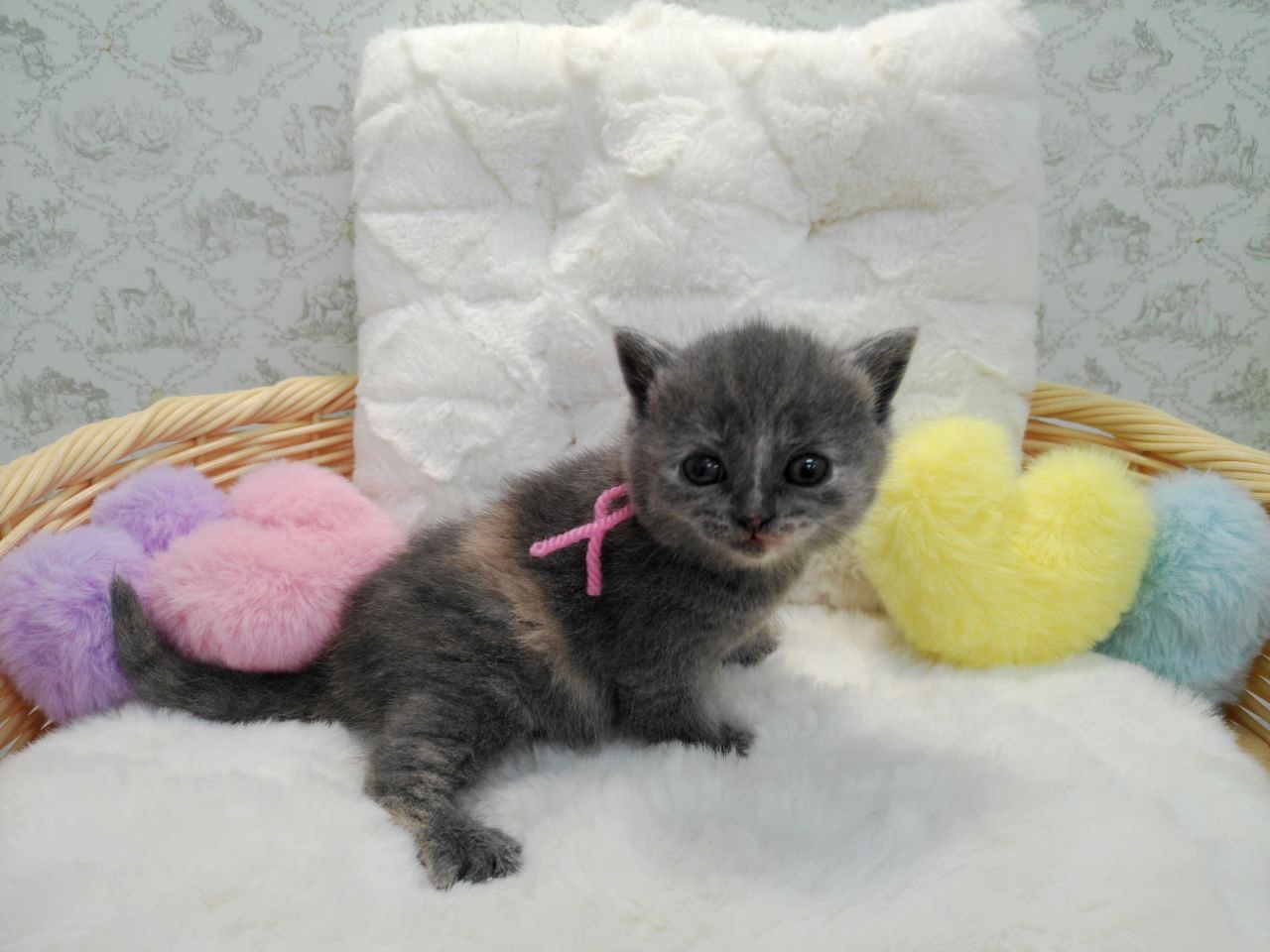 赤ちゃん写真1-2