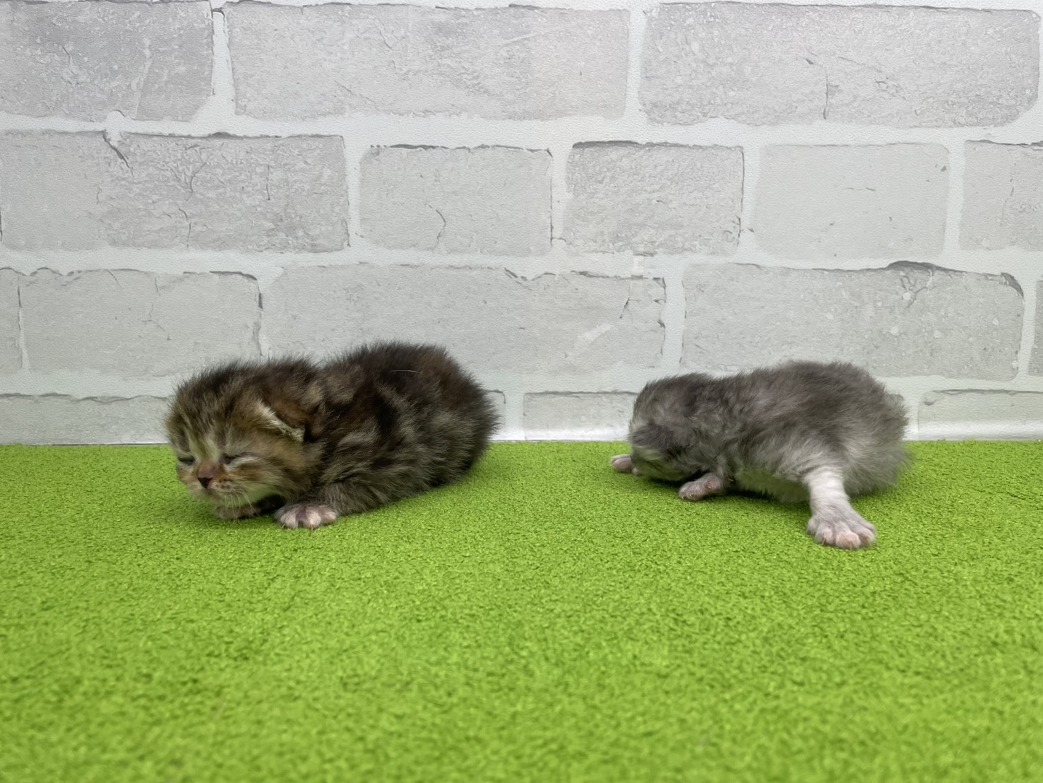赤ちゃん写真1-3