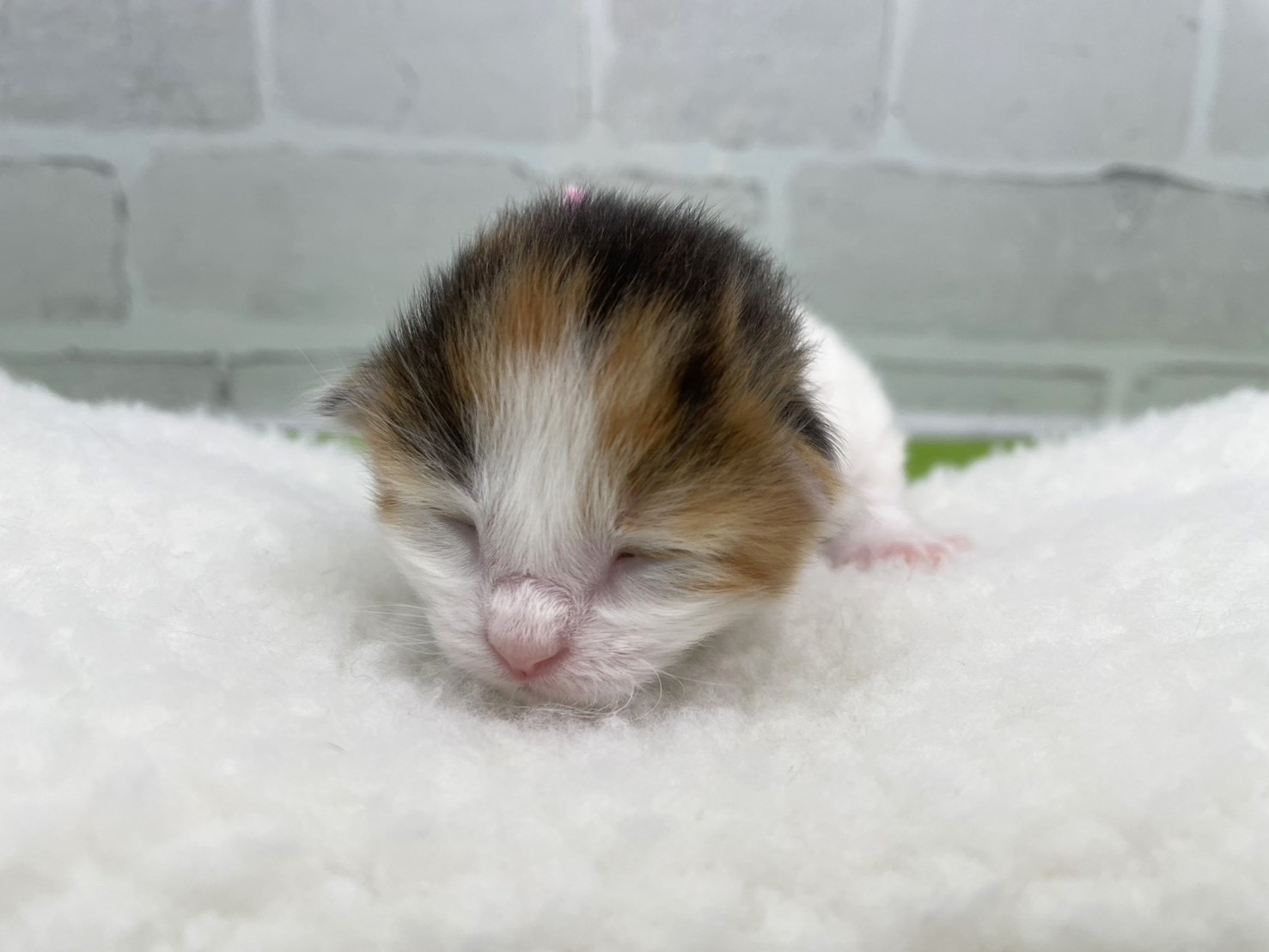 ノルウェージャン・フォレストキャット