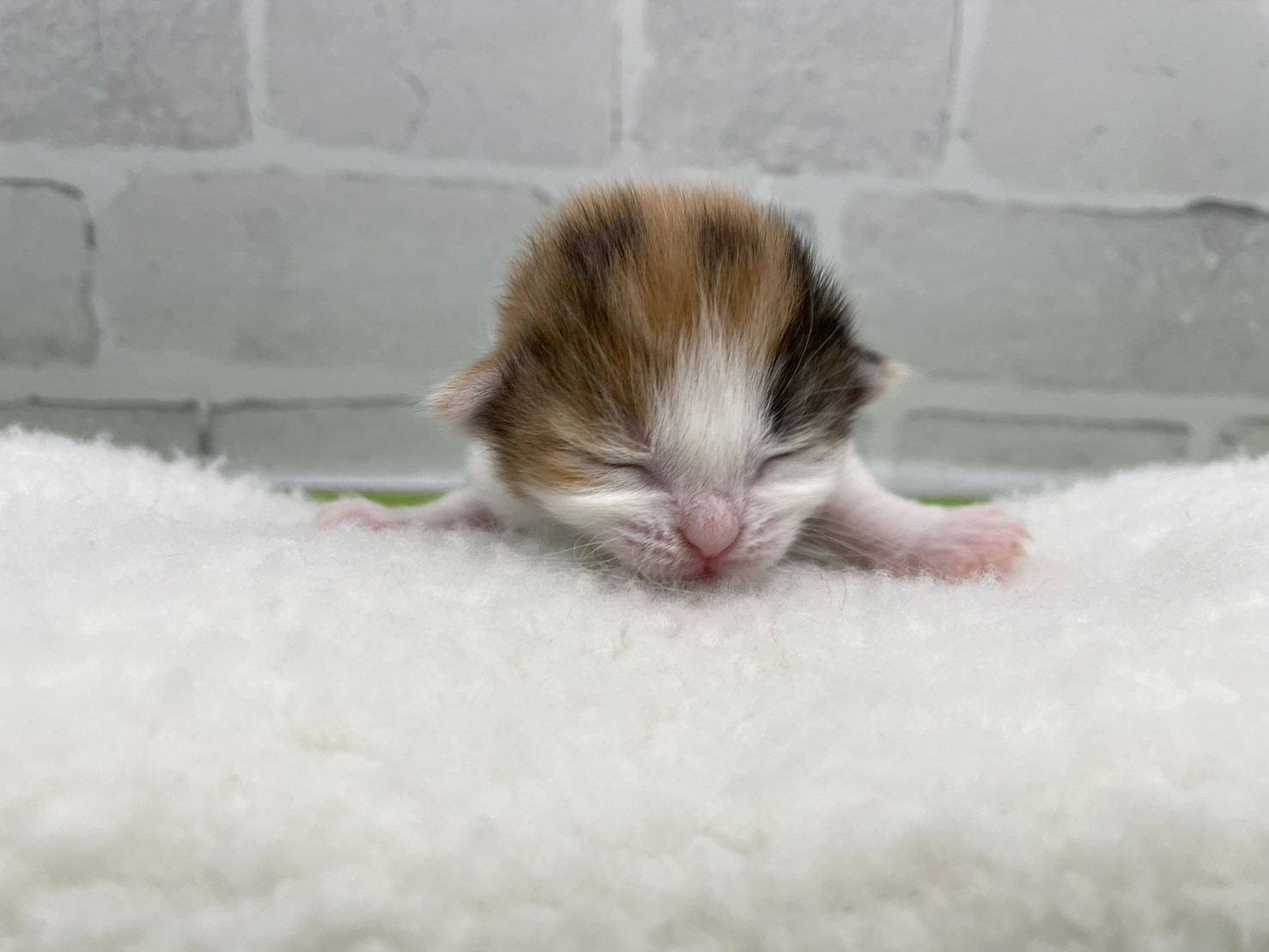 ノルウェージャン・フォレストキャット