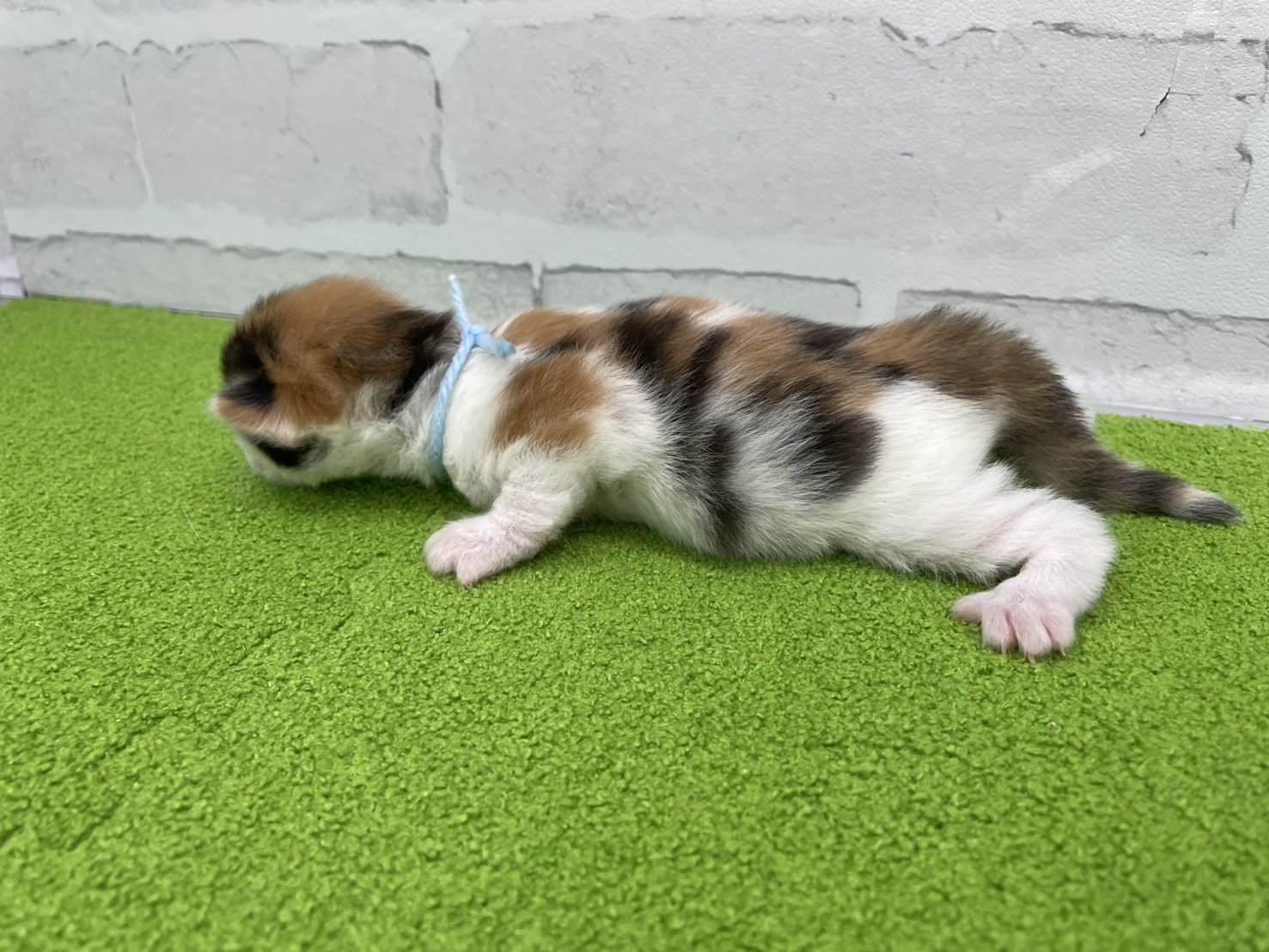 赤ちゃん写真1-2