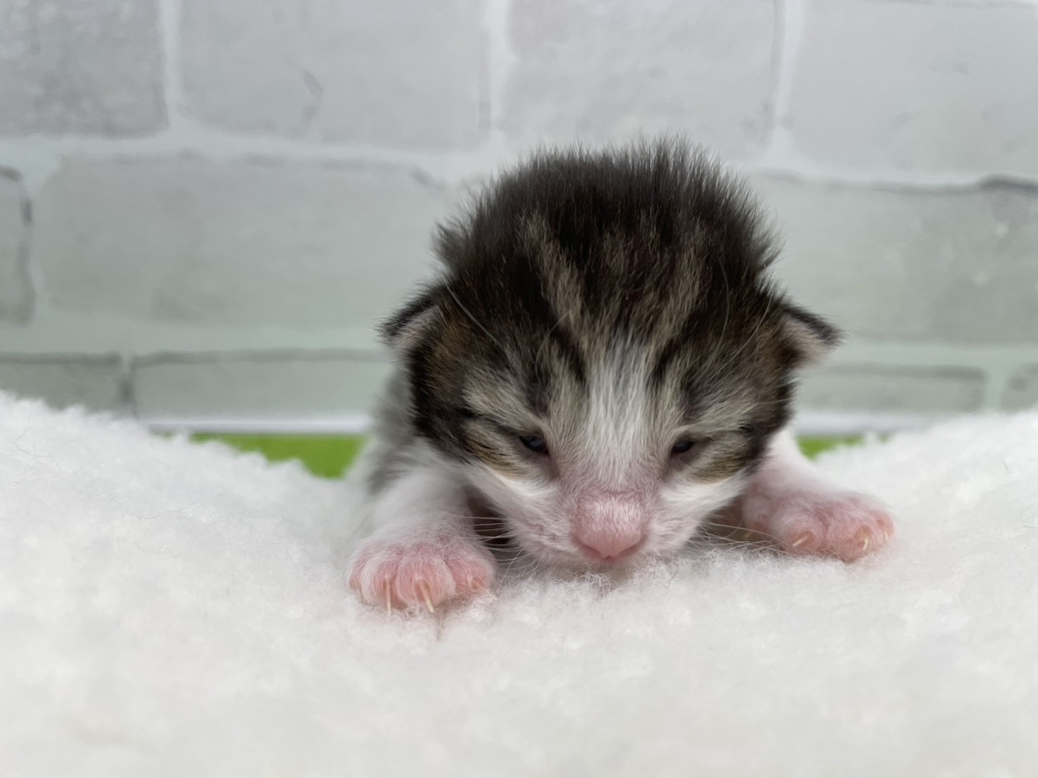 ノルウェージャン・フォレストキャット