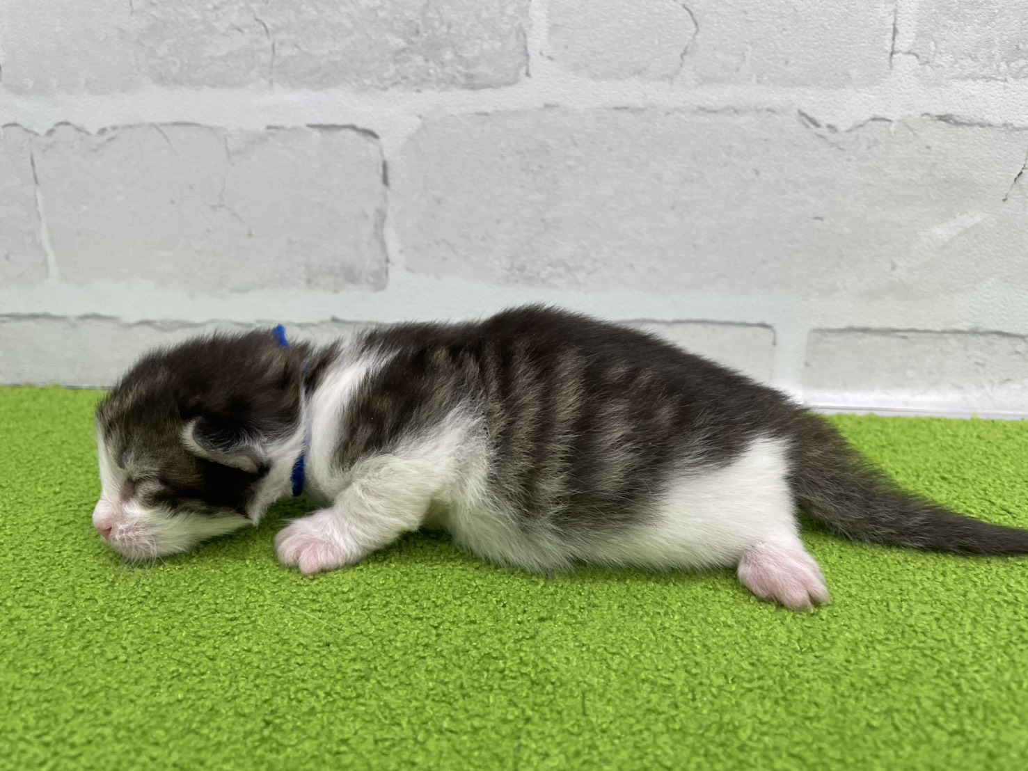 赤ちゃん写真1-2