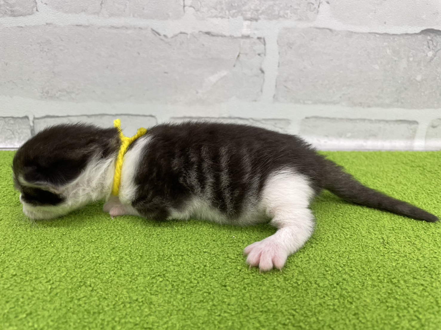 赤ちゃん写真1-2