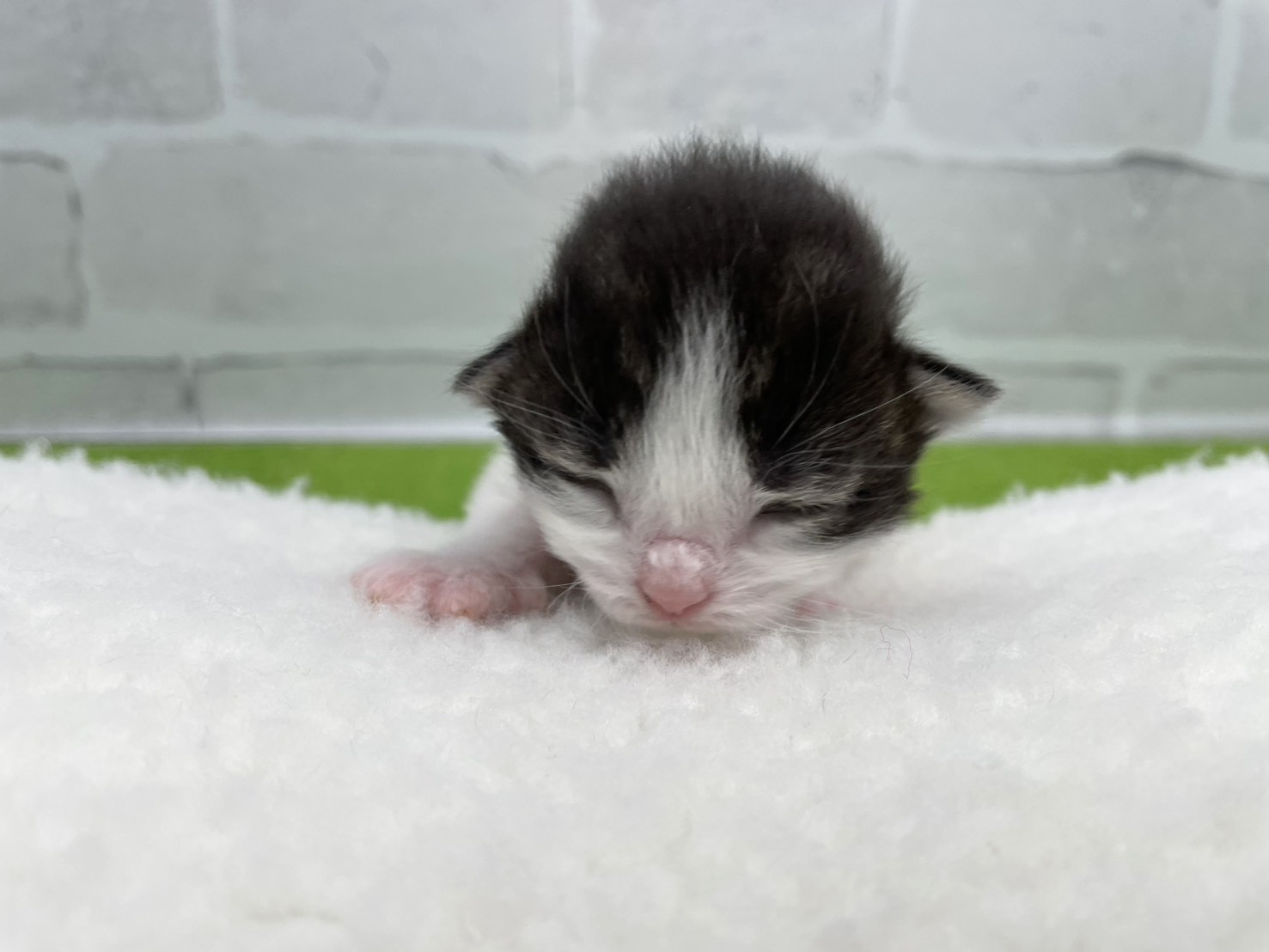 ノルウェージャン・フォレストキャット