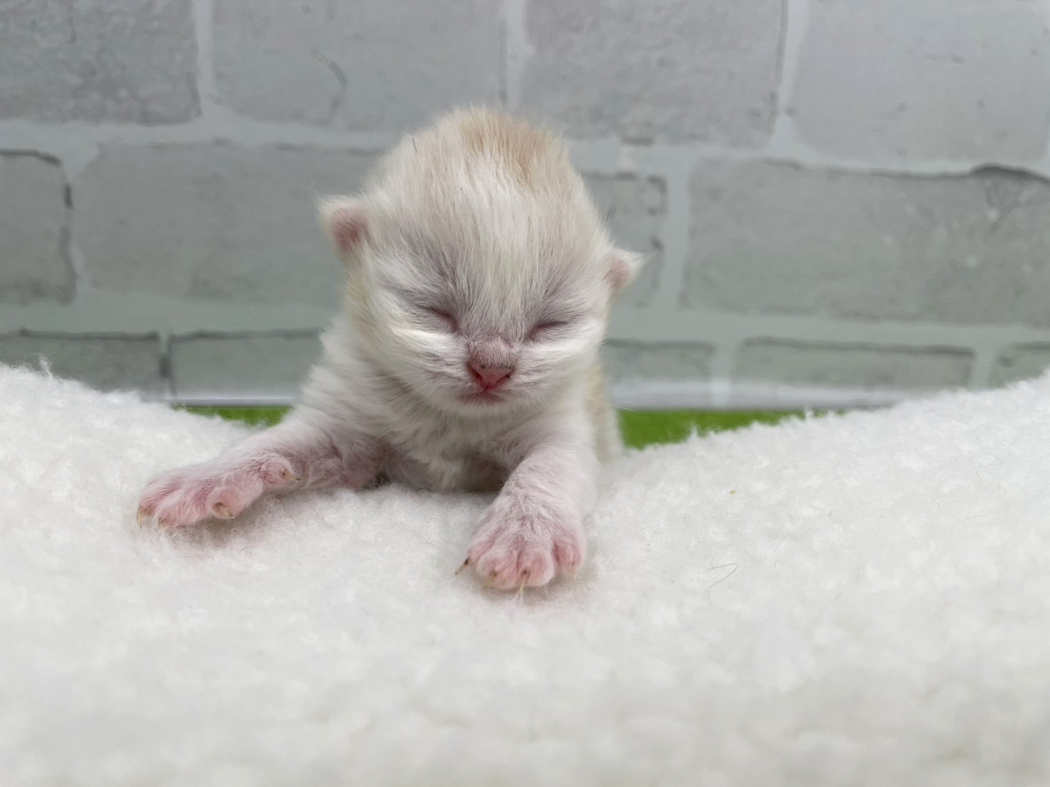 ミヌエット（長足）