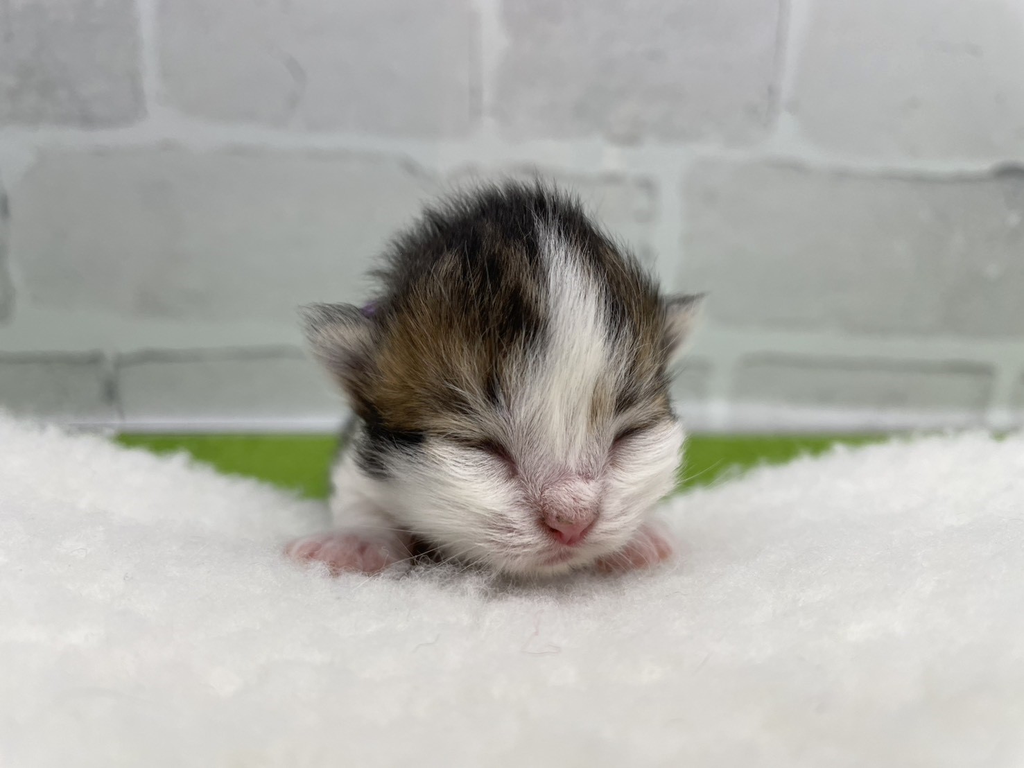 ミヌエット（長足）