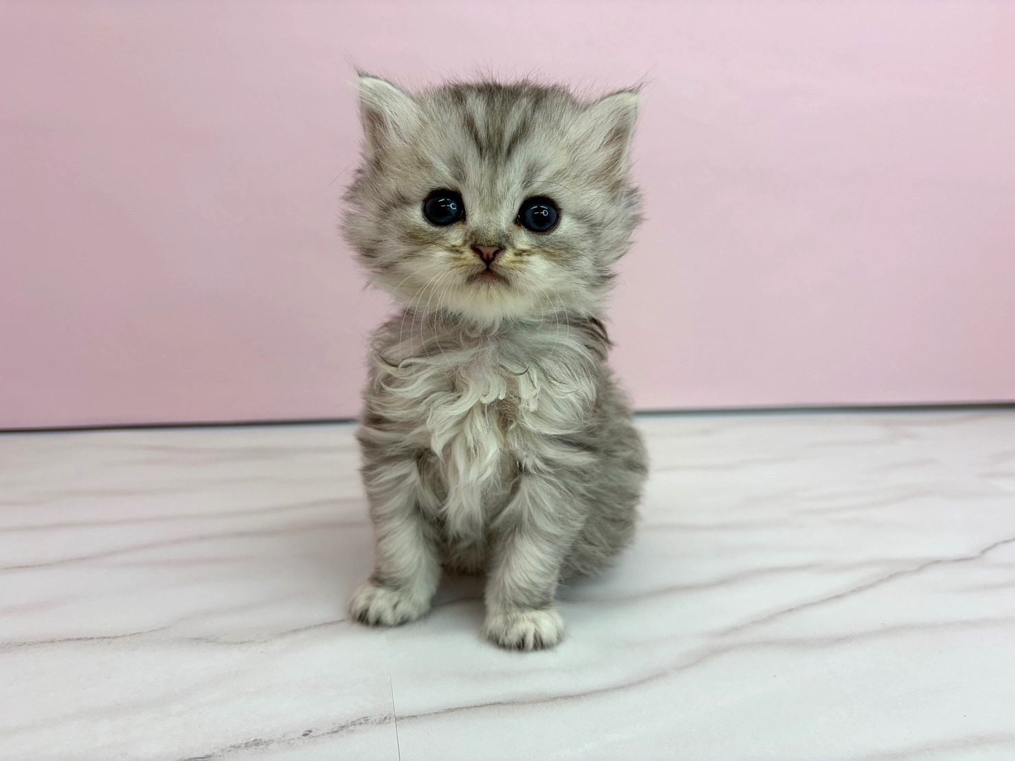 ミヌエット（長足）