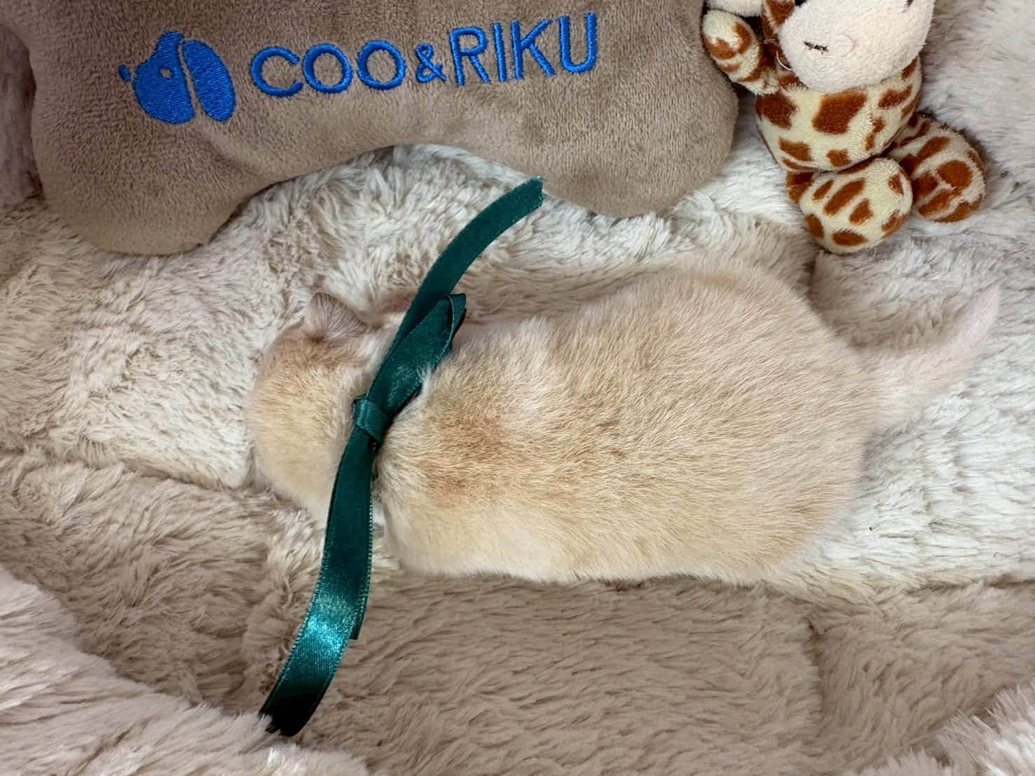 赤ちゃん写真1-3