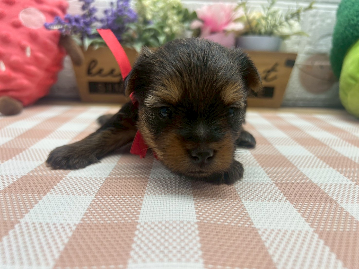 ヨークシャーテリア