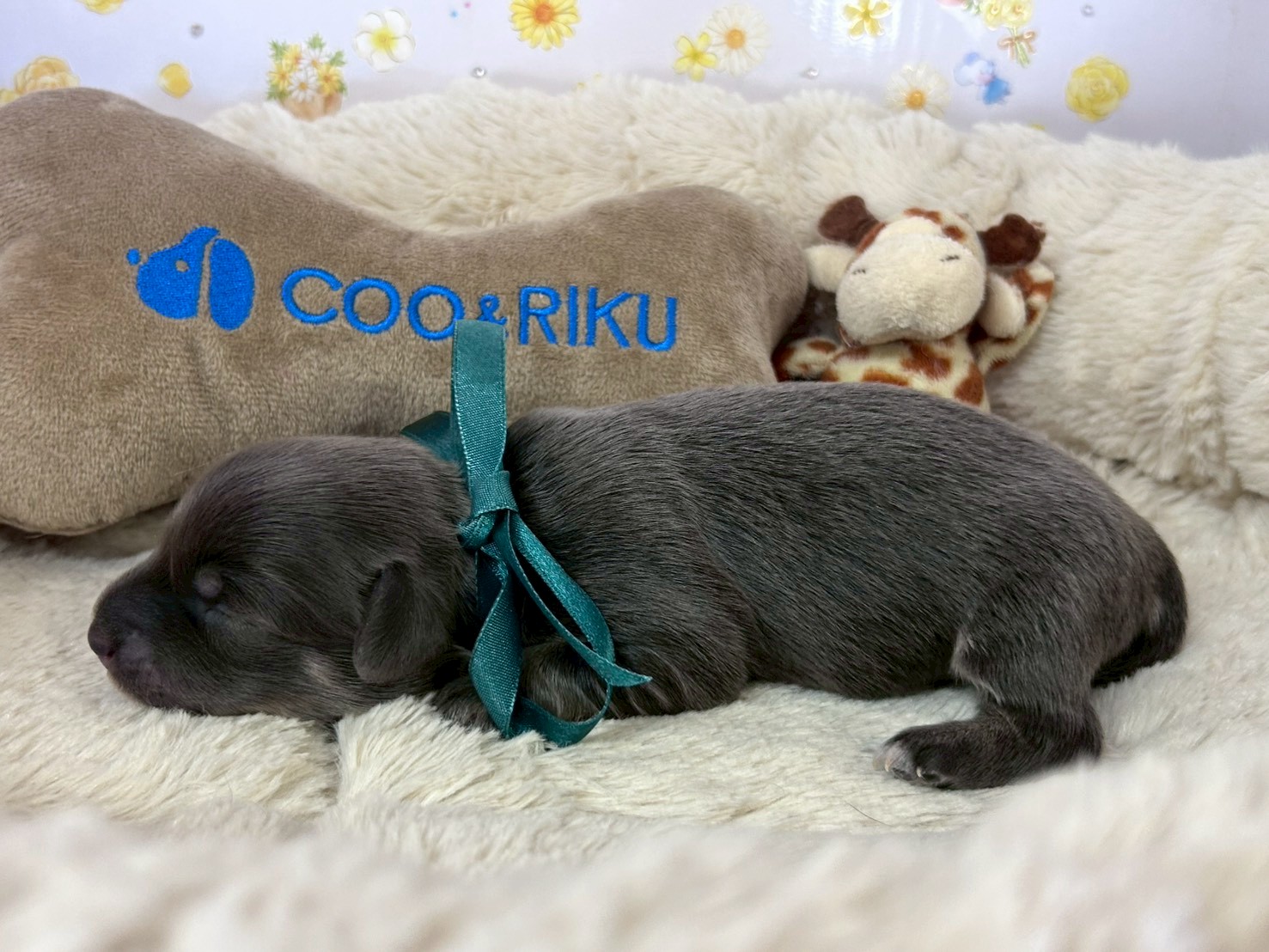 赤ちゃん写真1-2